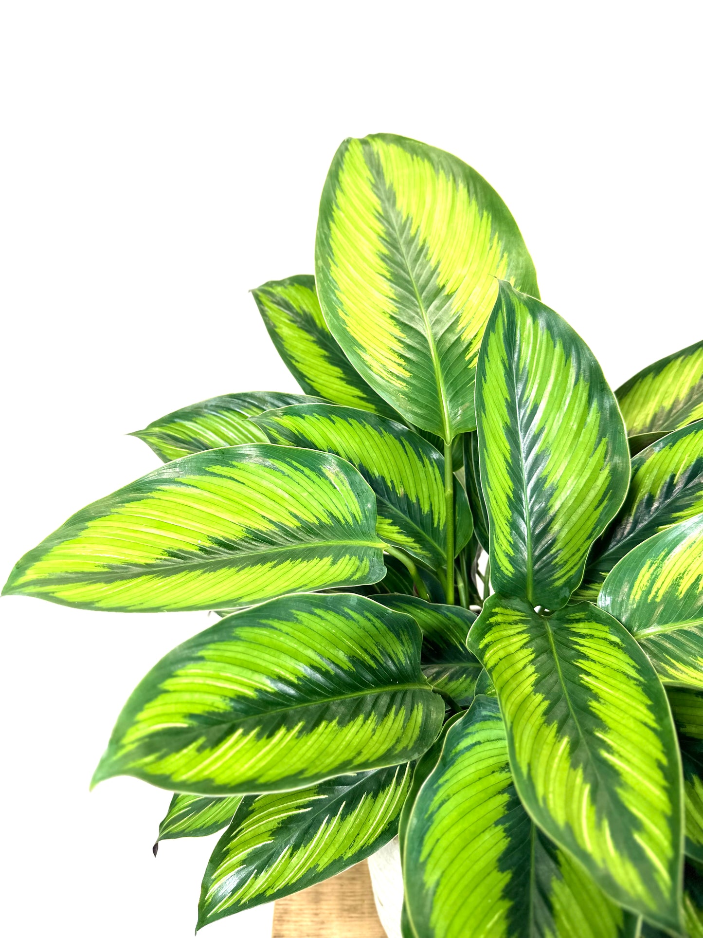 Calathea Beauty Star