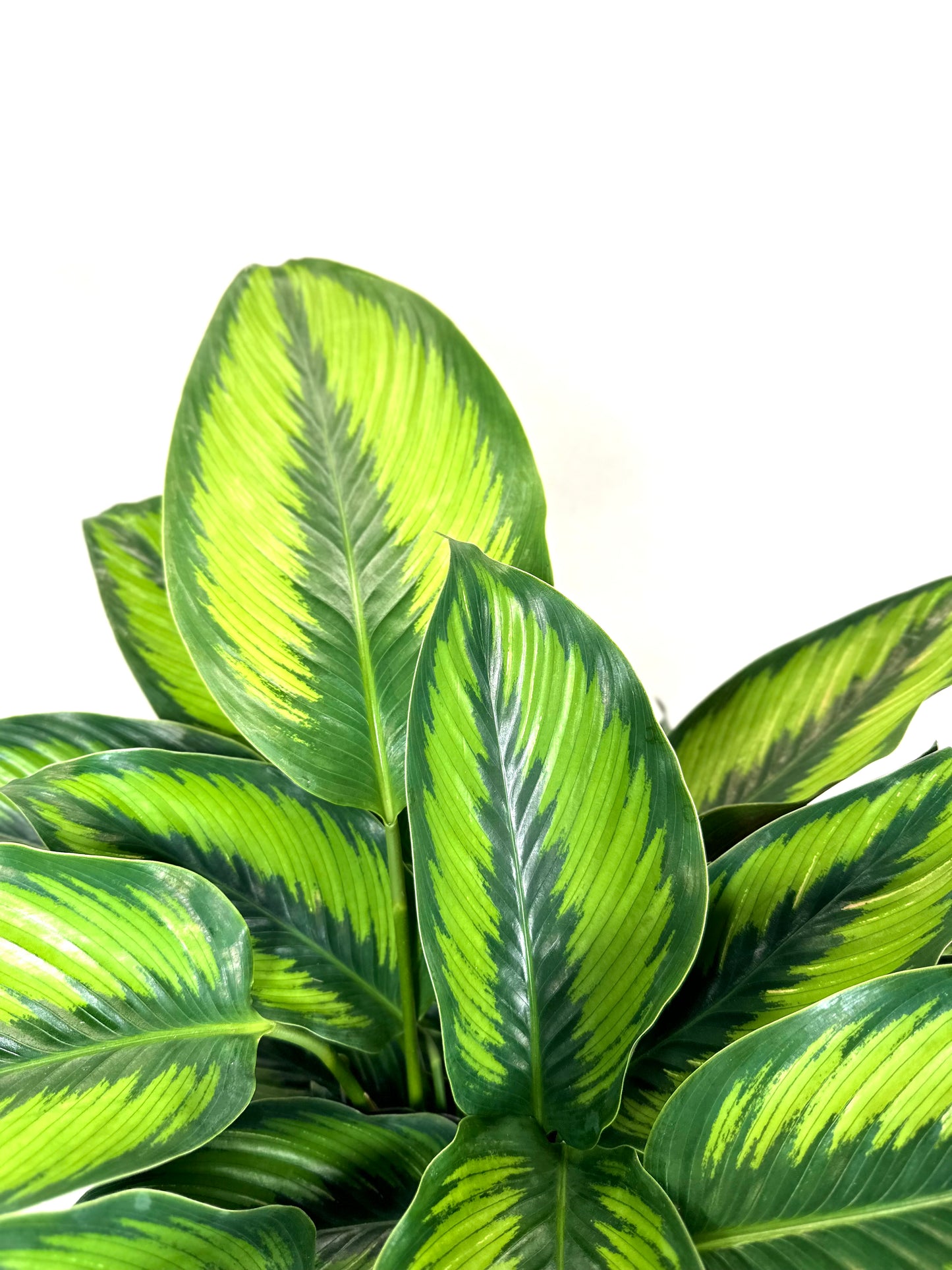 Calathea Beauty Star