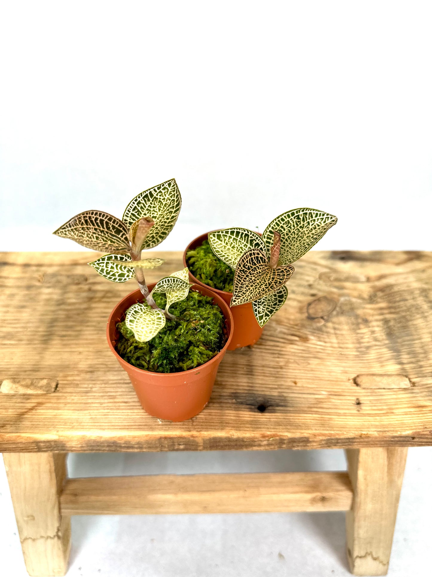 Orchidée bijou - Anoectochilus Roxburghii Gold Bar