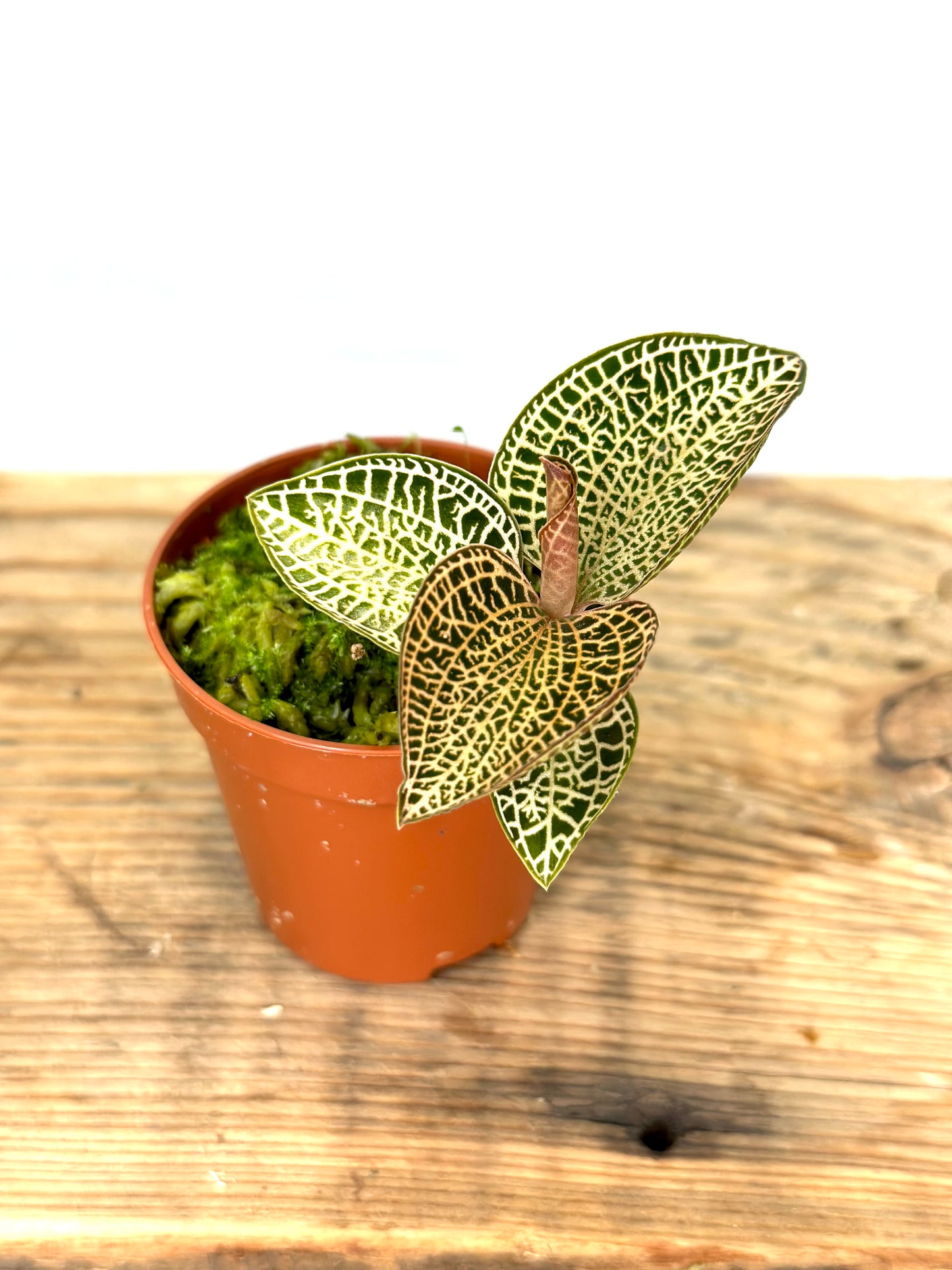Orchidée bijou - Anoectochilus Roxburghii Gold Bar