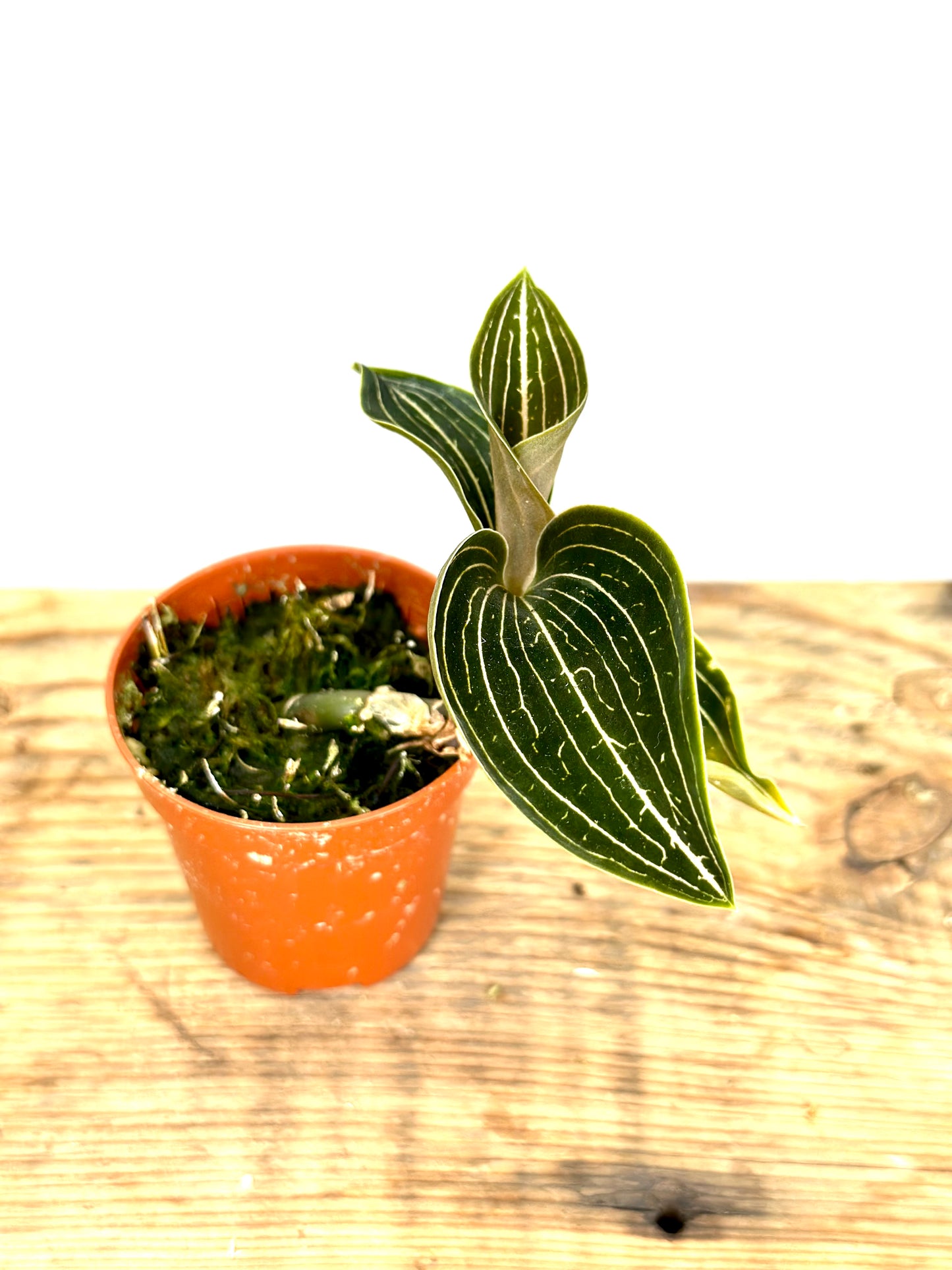 Orchidée bijou - Ludisia Discolor Green Velvet