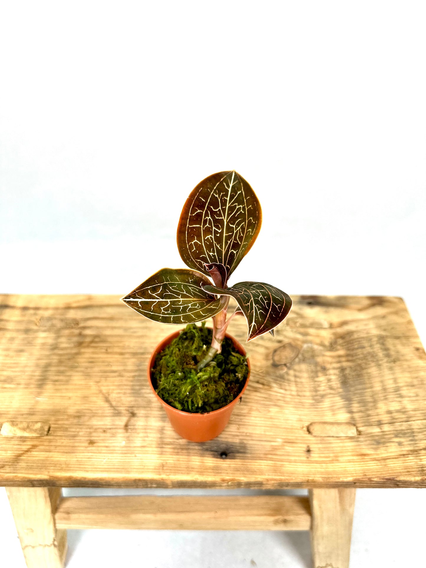 Orchidée bijou - Anoectochilus Chapaensis