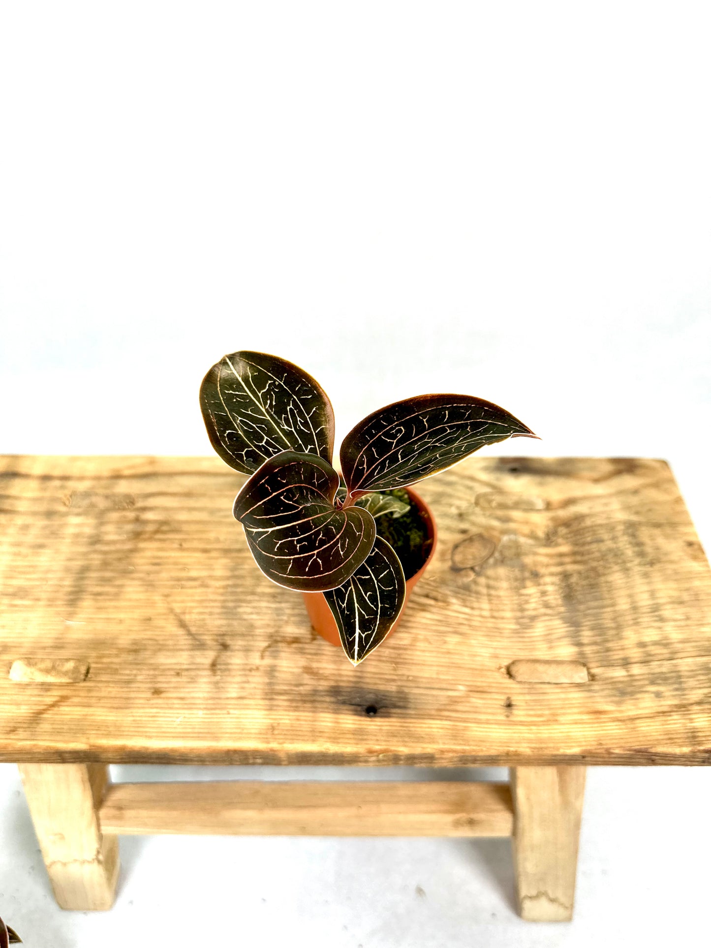 Orchidée bijou - Anoectochilus Chapaensis