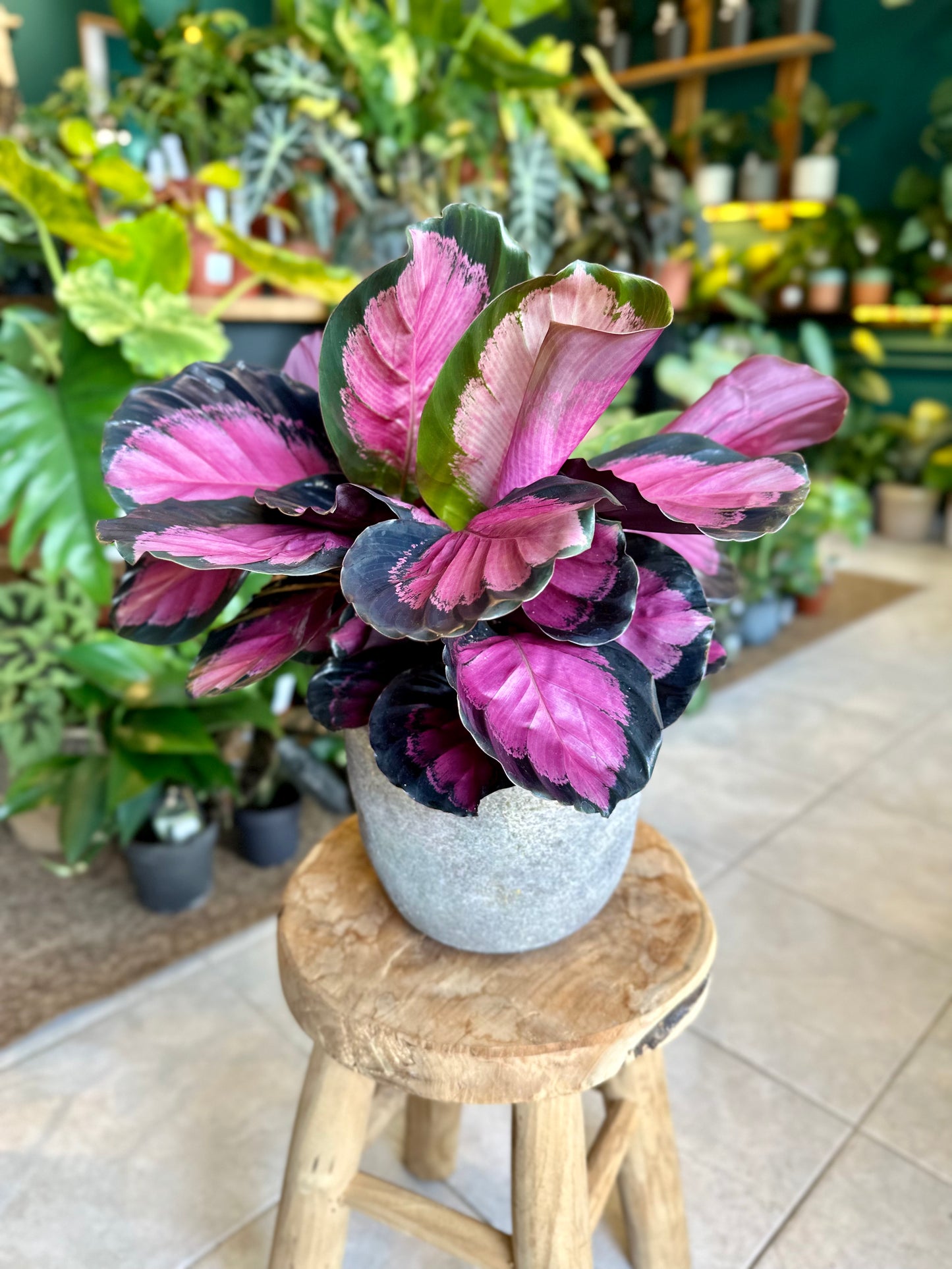 Calathea Roseopicta