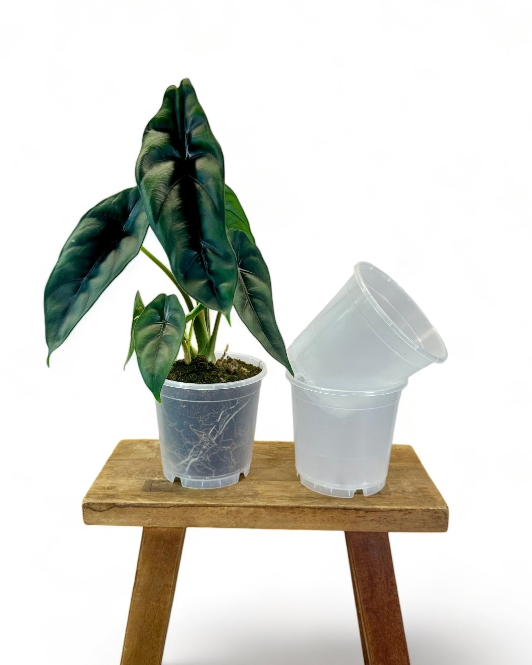 Pot plastique transparent 6cm - 21cm