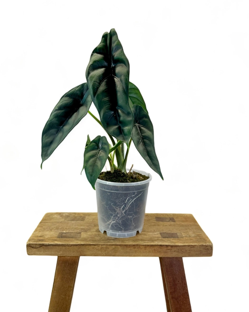 Pot plastique transparent 6cm - 21cm