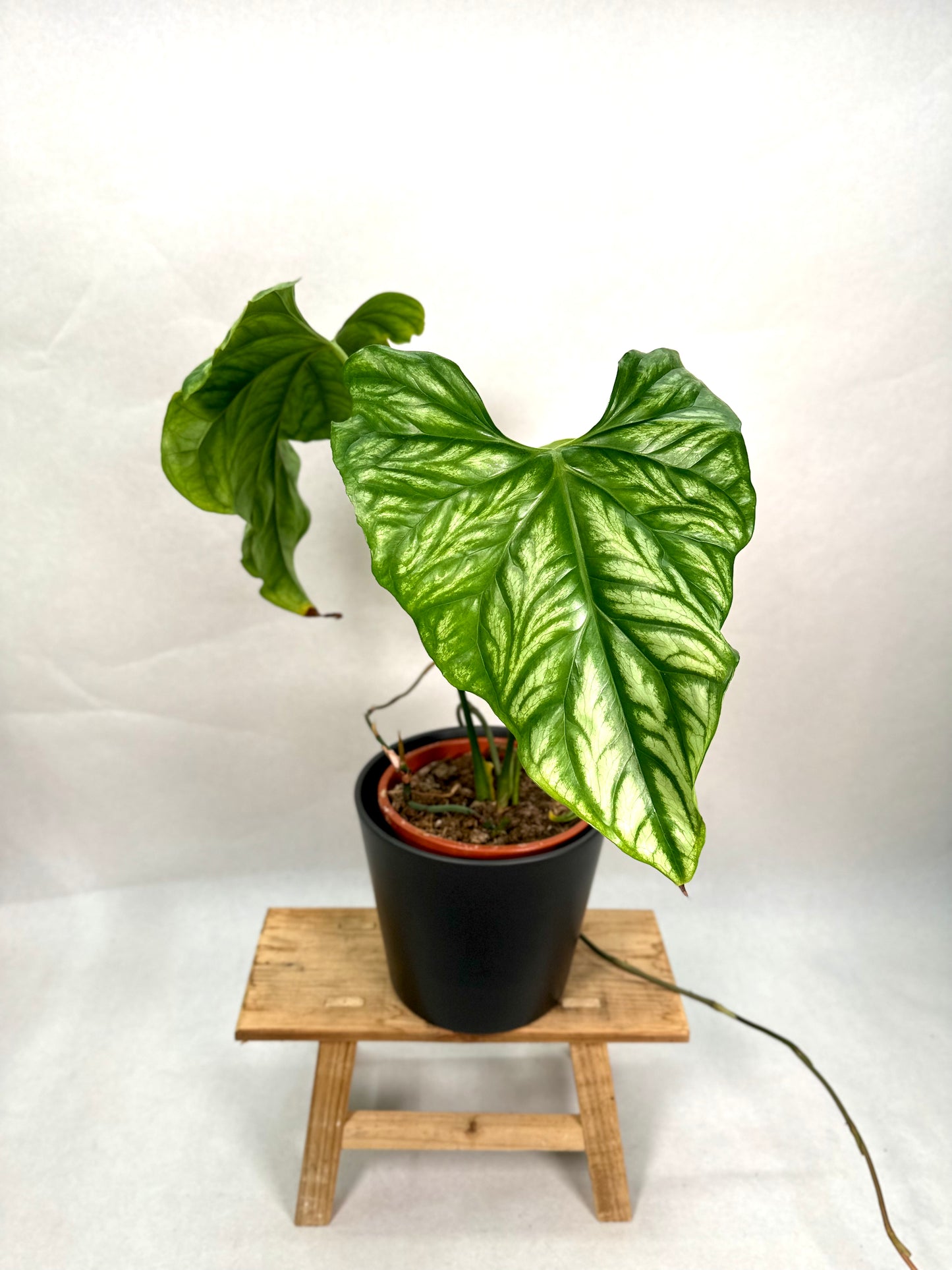 Cercestis Mirabilis XL - Imparfaite