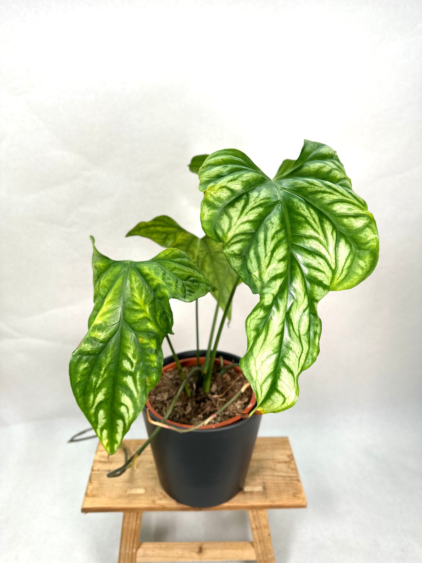 Cercestis Mirabilis XL - Imparfaite
