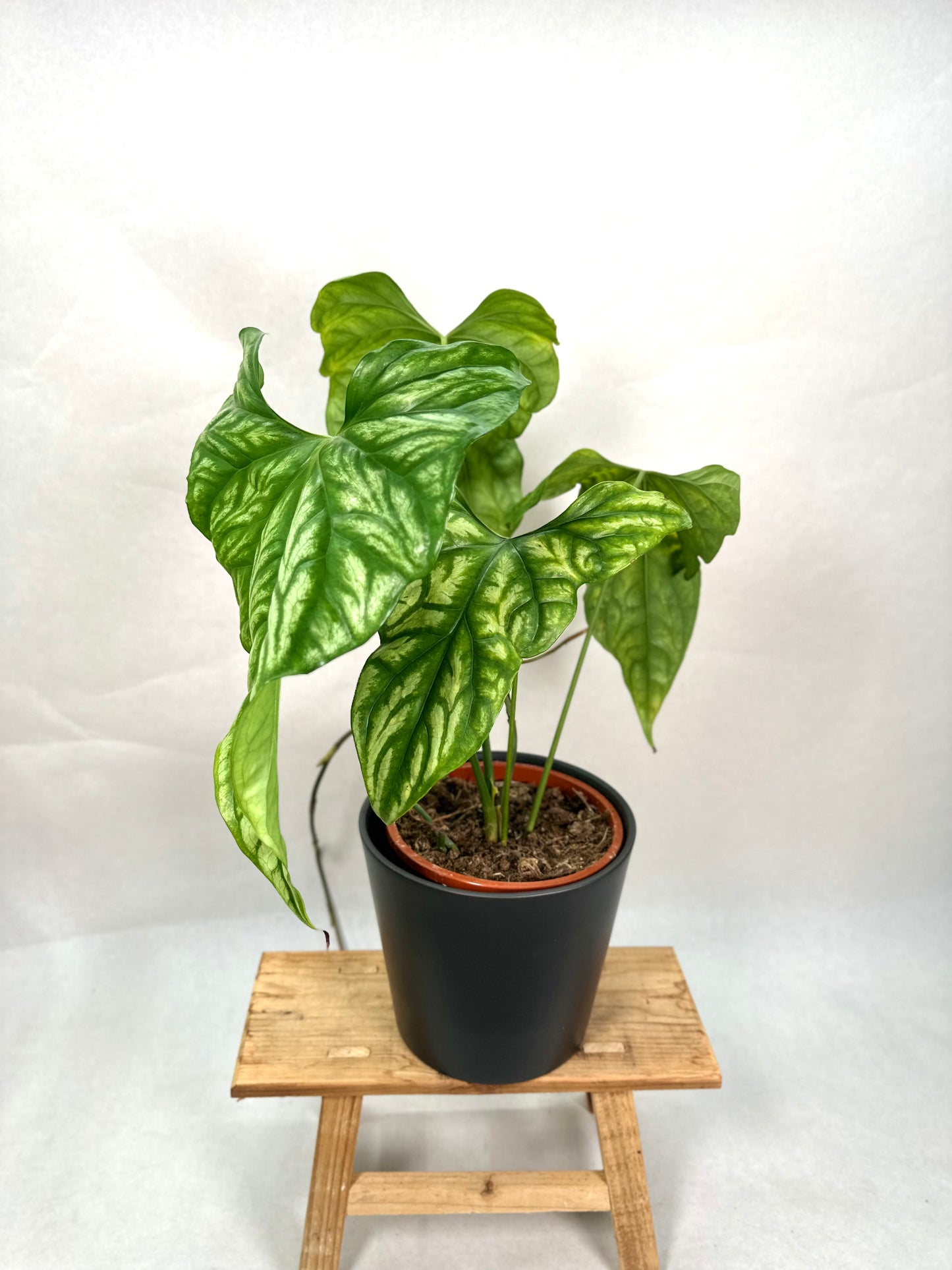 Cercestis Mirabilis XL - Imparfaite