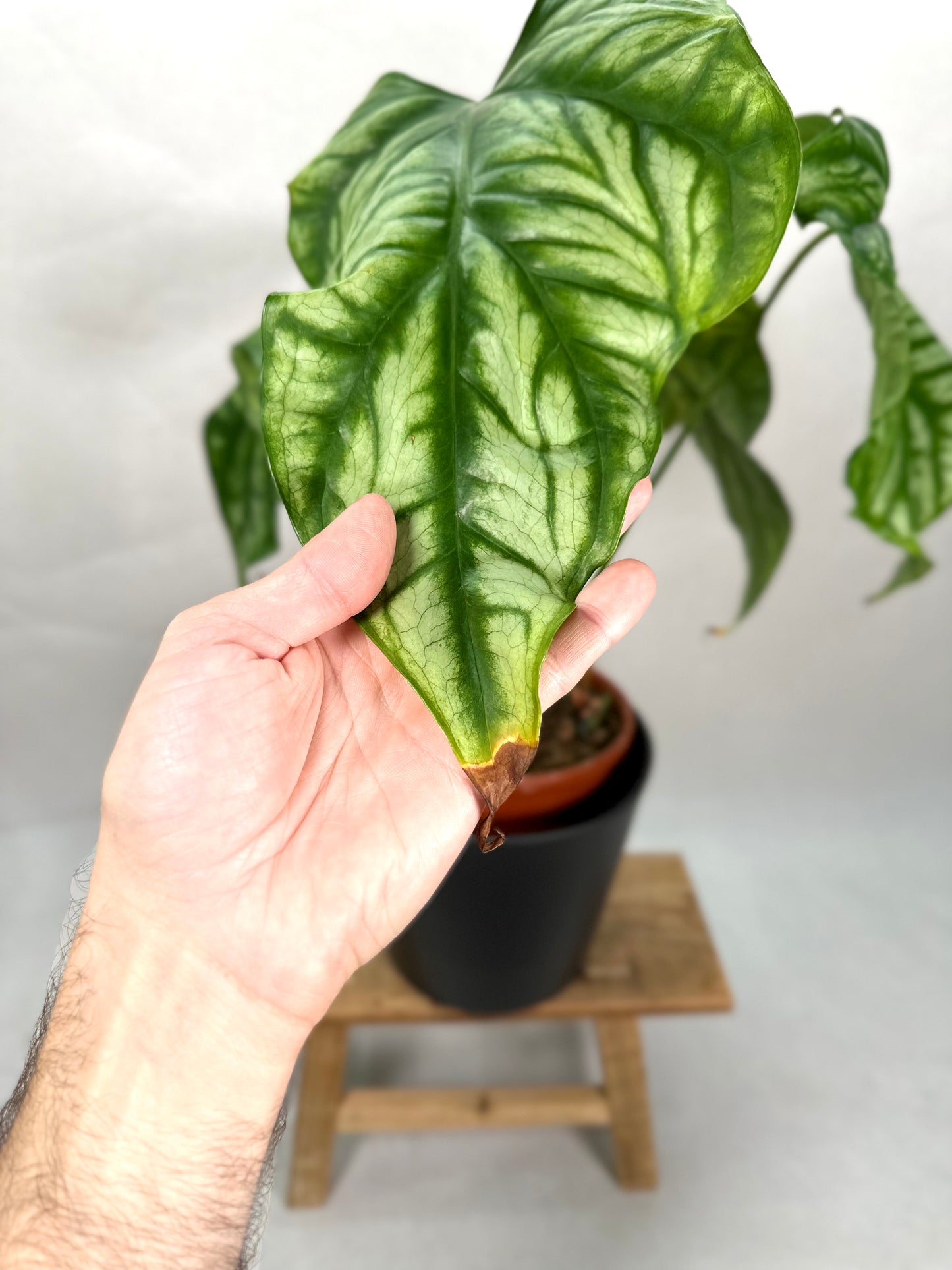 Cercestis Mirabilis XL - Imparfaite