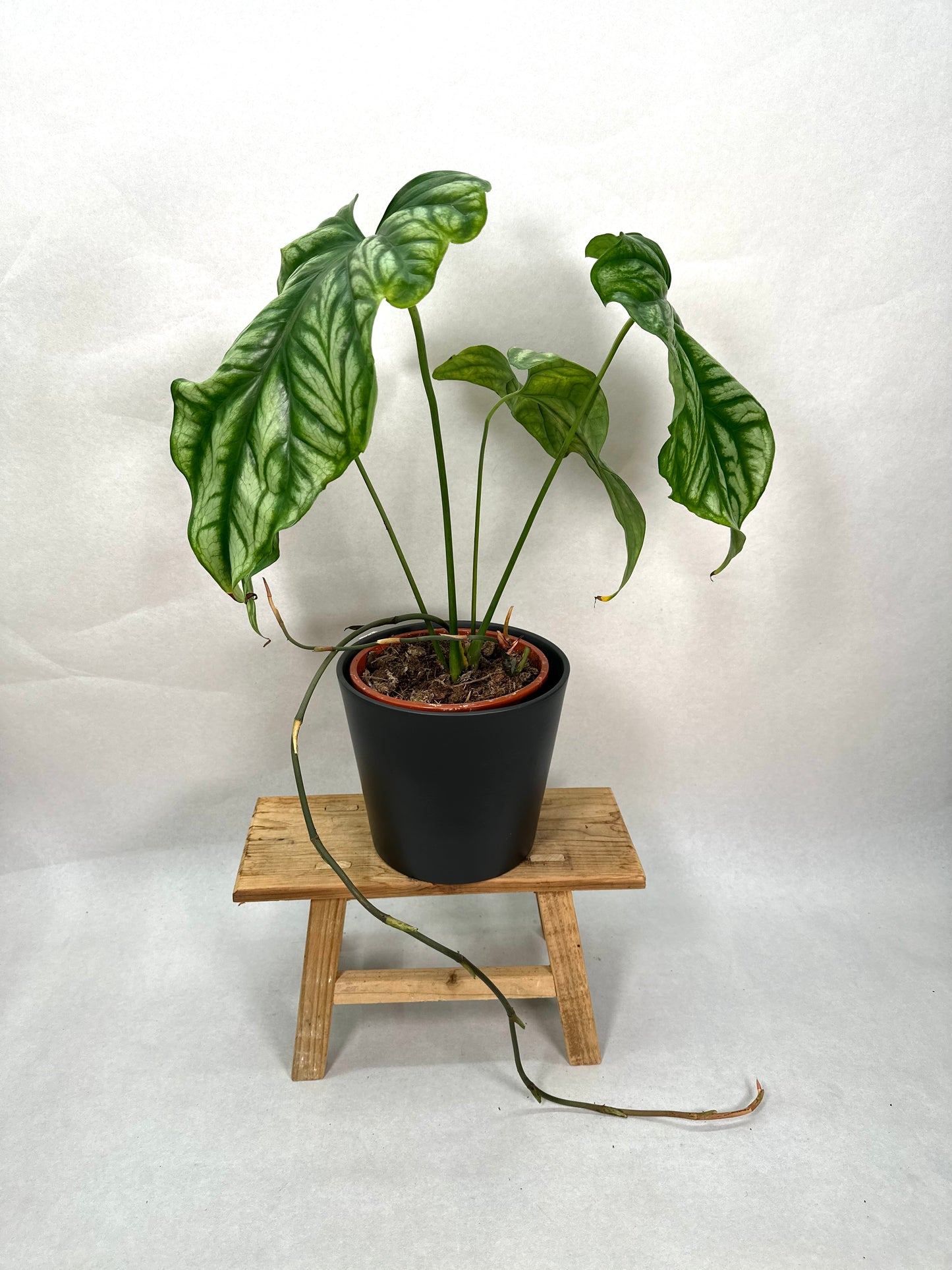 Cercestis Mirabilis XL - Imparfaite