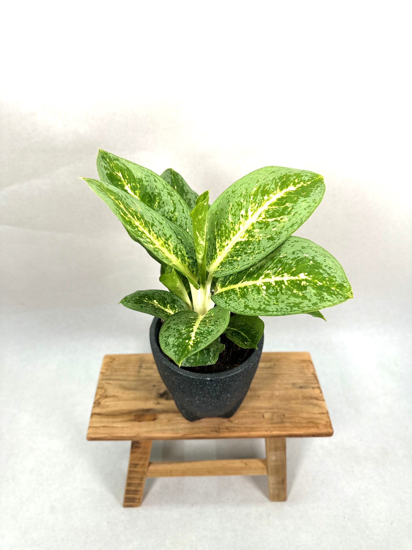 Aglaonema Lemon Mint
