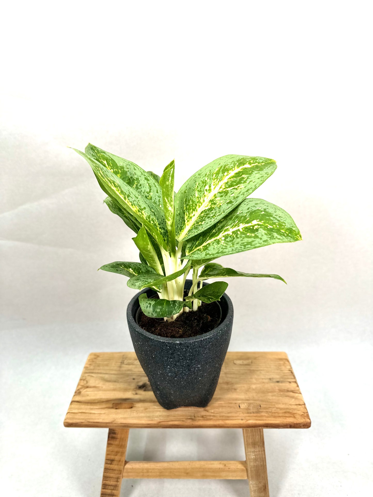 Aglaonema Lemon Mint