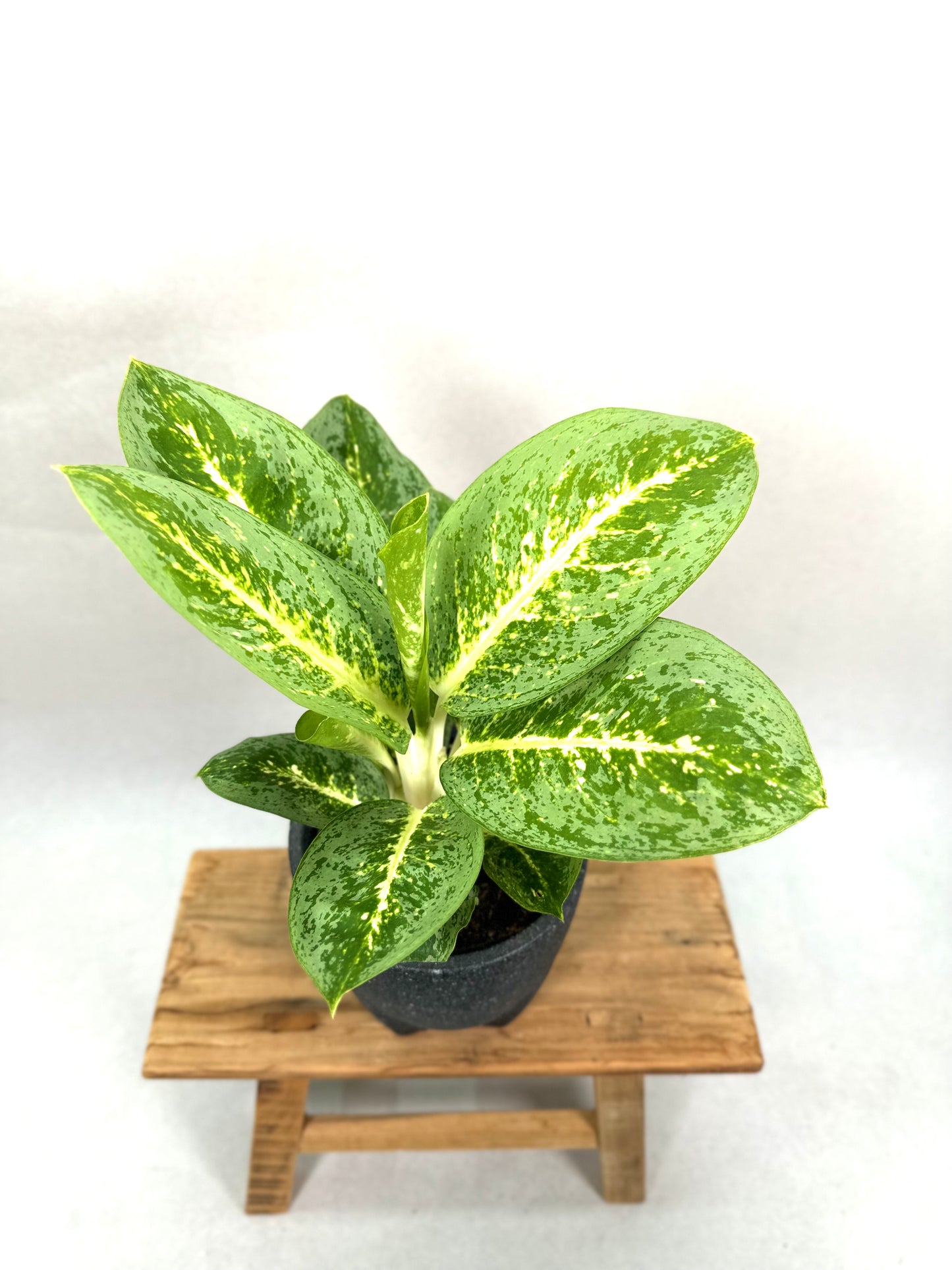 Aglaonema Lemon Mint