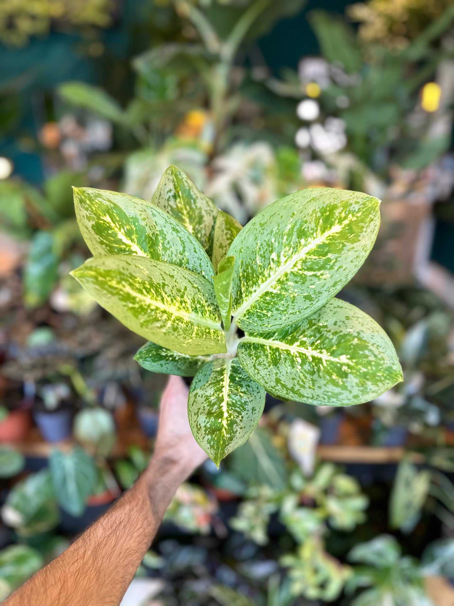 Aglaonema Lemon Mint