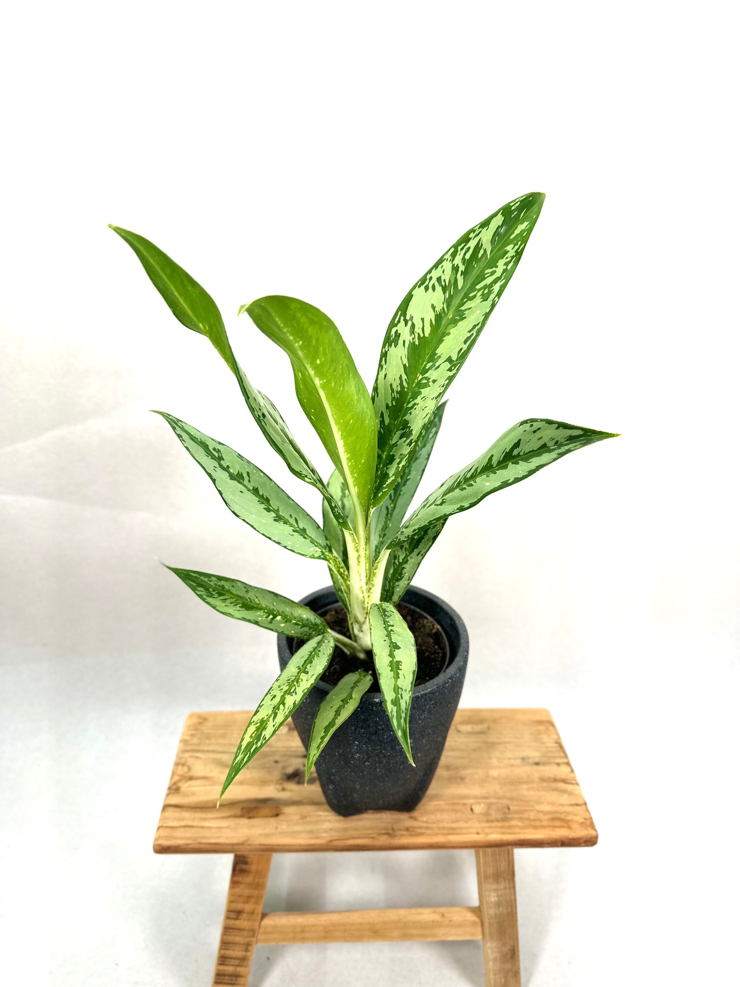 Aglaonema Cutlass