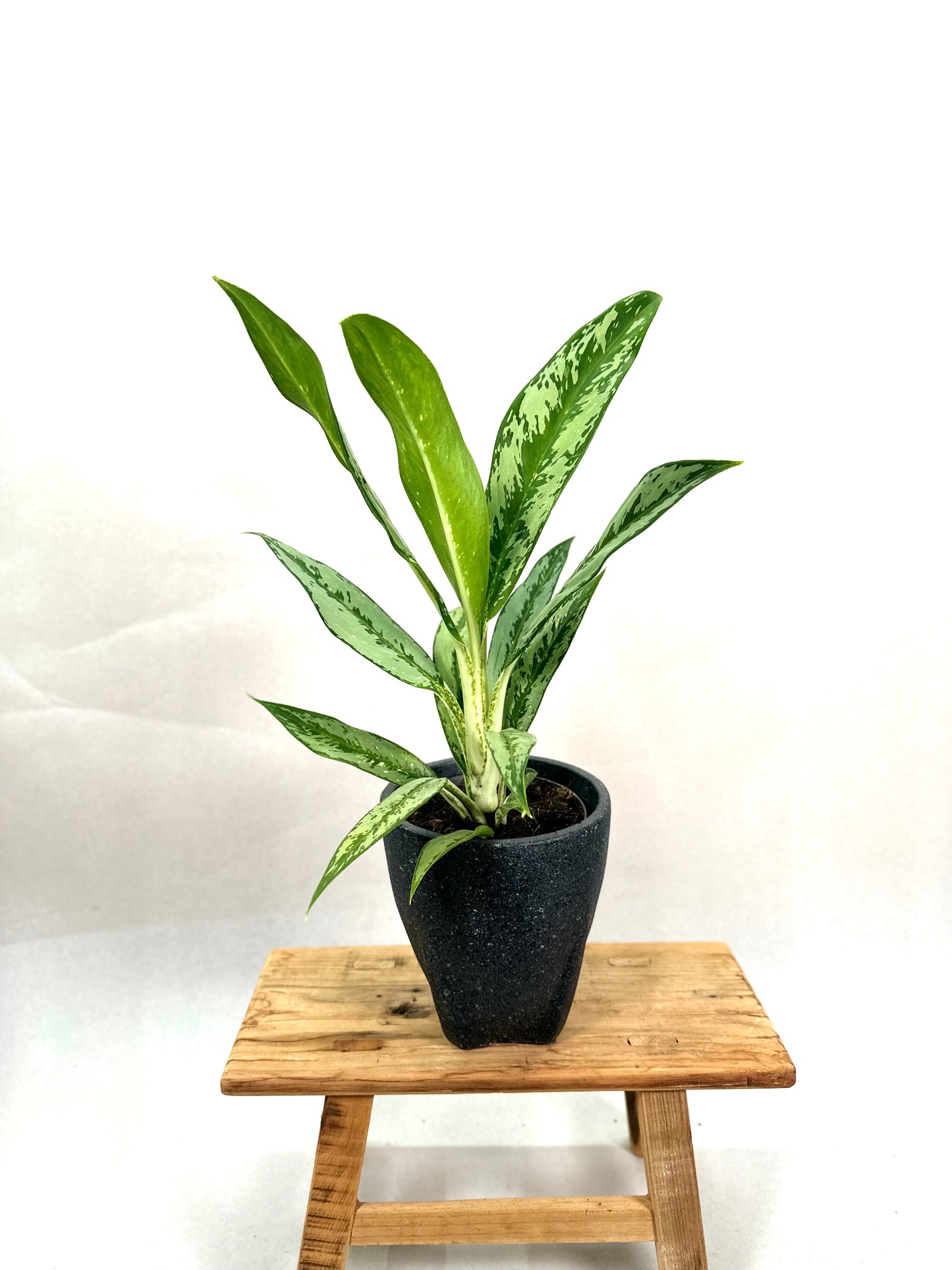 Aglaonema Cutlass