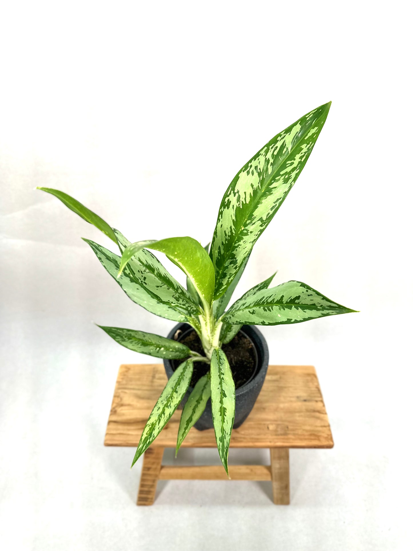Aglaonema Cutlass