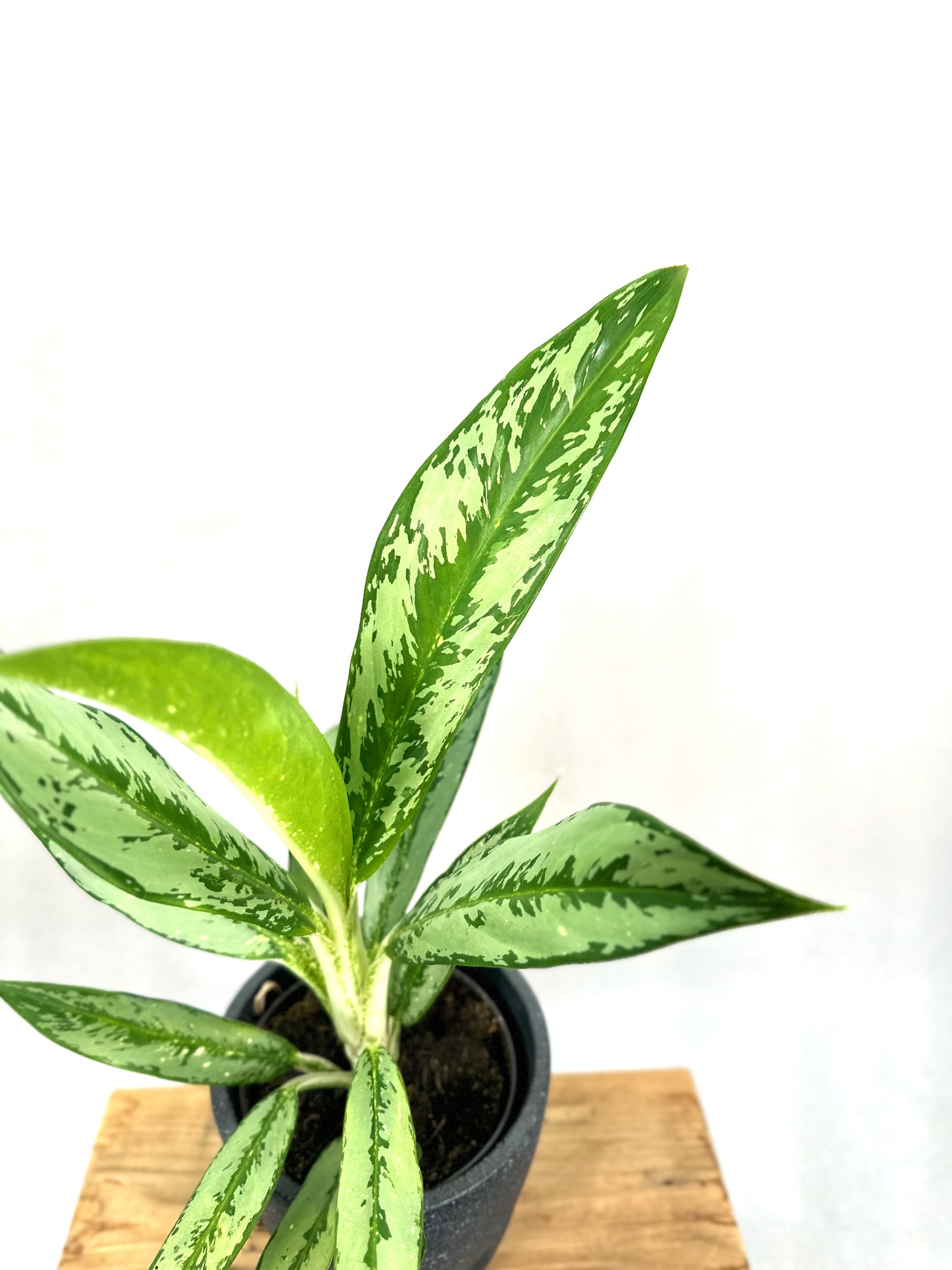 Aglaonema Cutlass