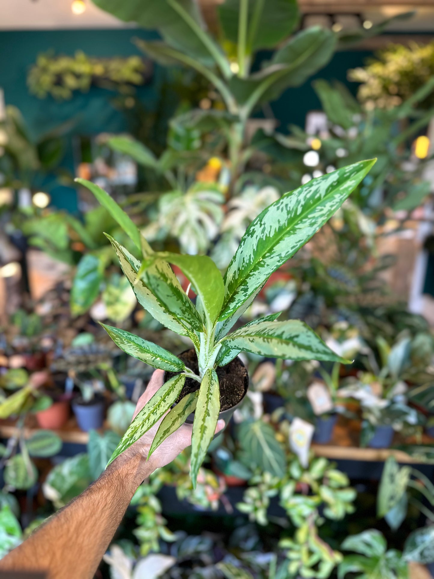 Aglaonema Cutlass