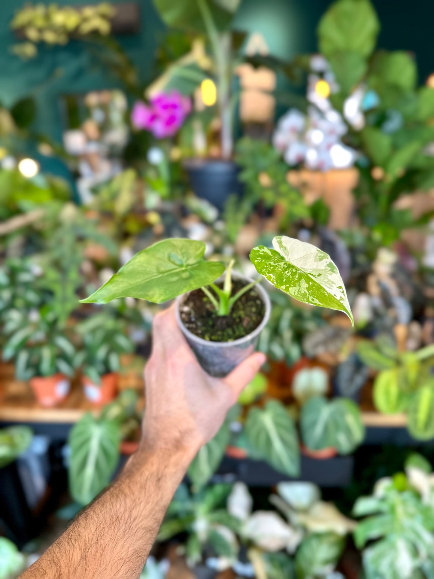 Alocasia Gageana Variegata 1003