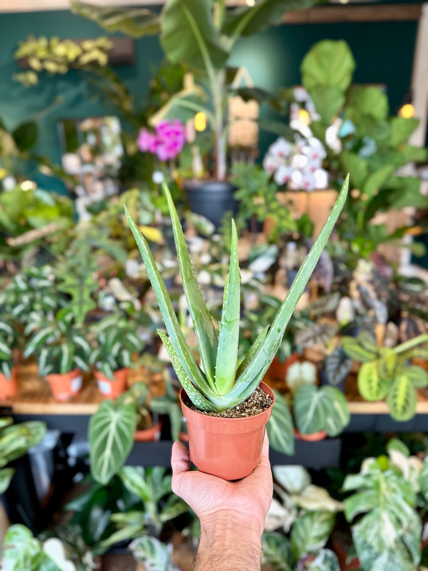 Aloe Vera