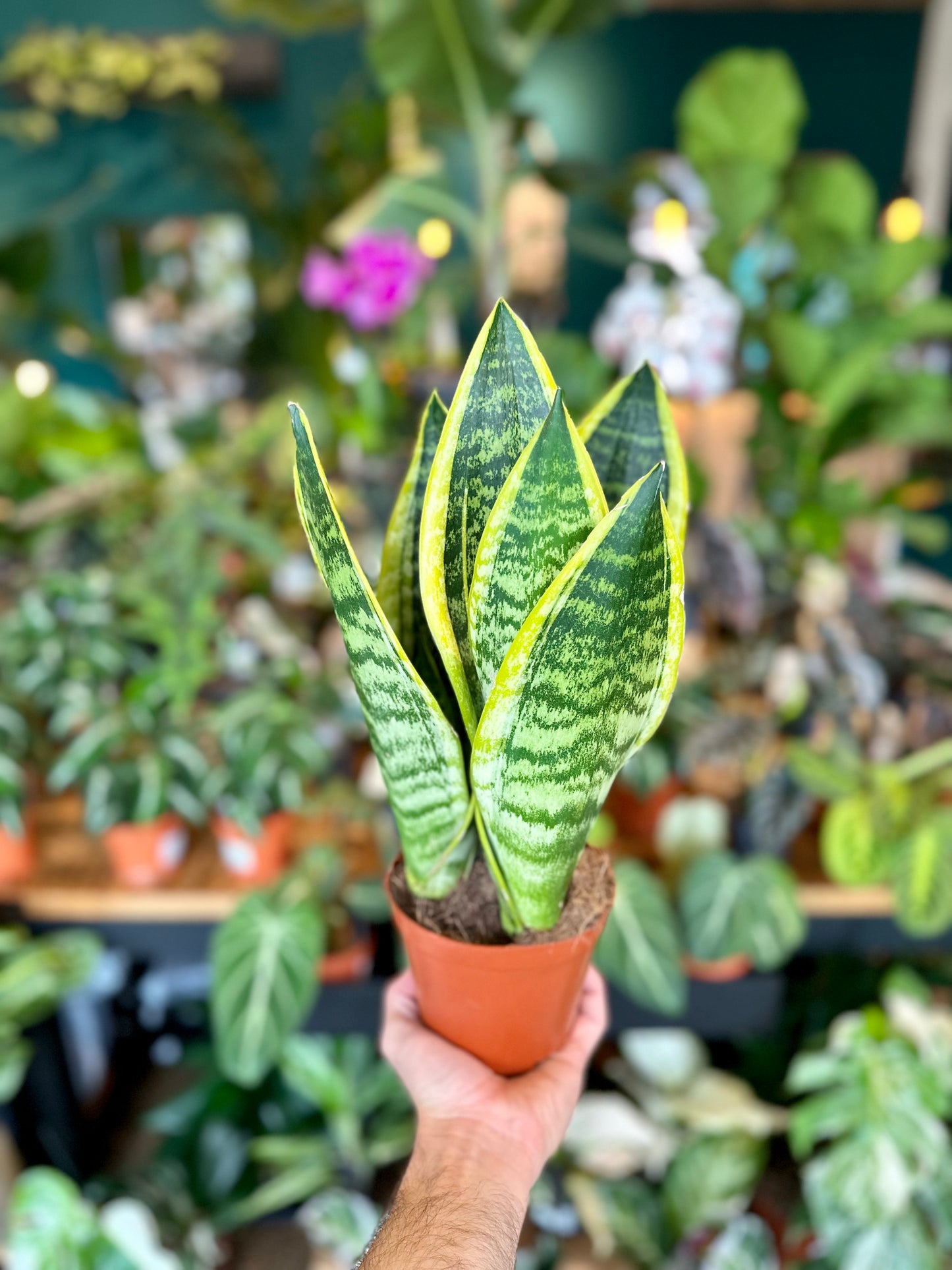 Sansevieria Superba 'pot Ø12 cm'