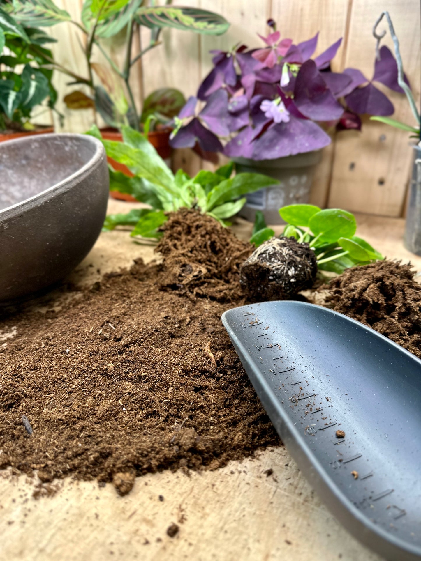 Atelier - Créer son arrangement de plantes