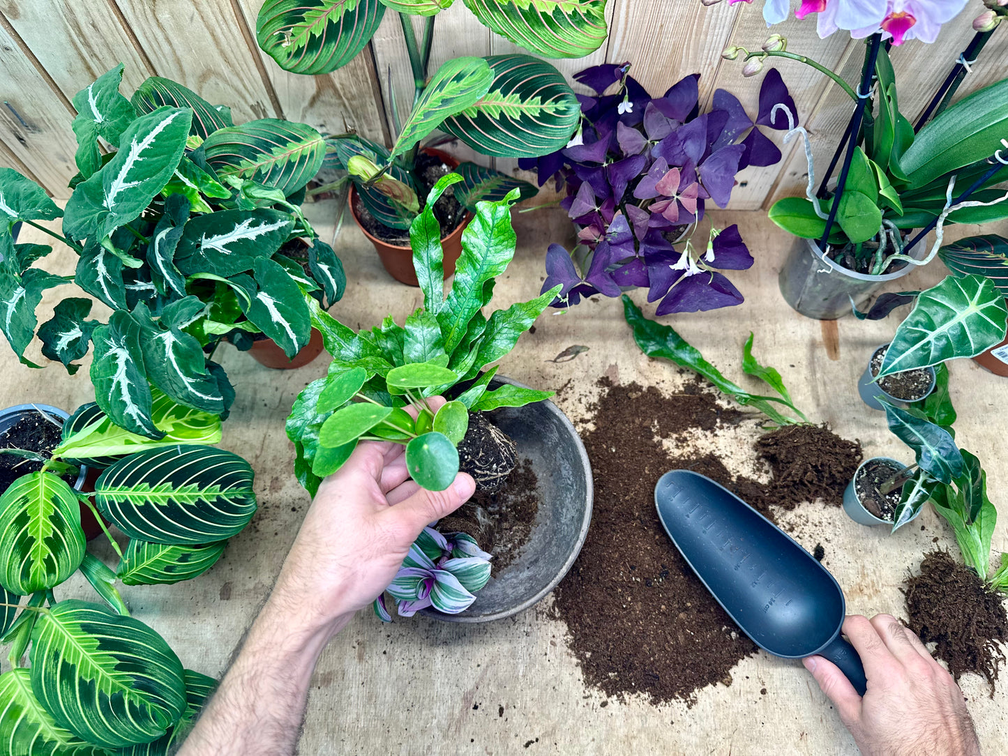 Atelier - Créer son arrangement de plantes