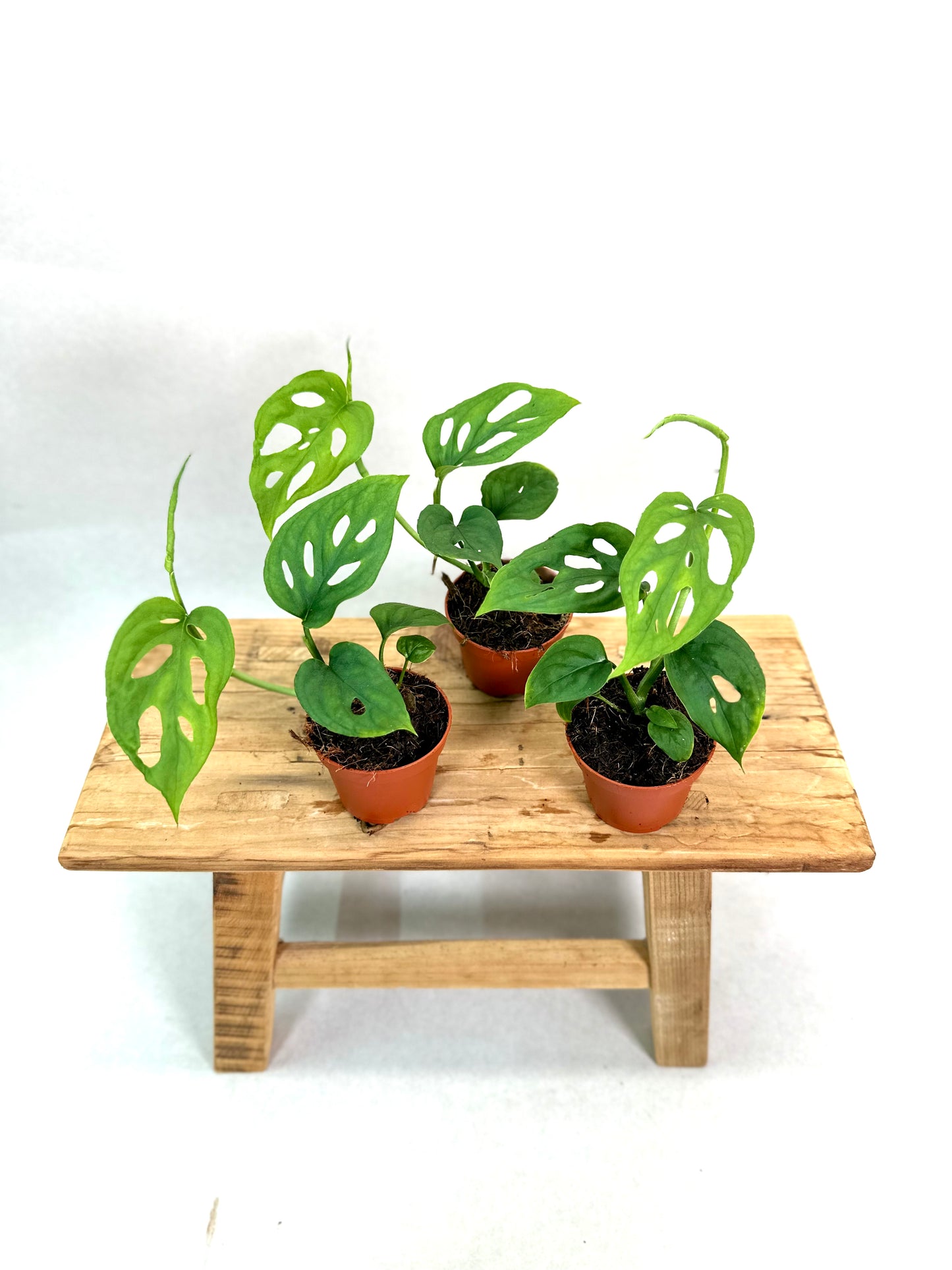 Monstera Esqueleto - Baby plant