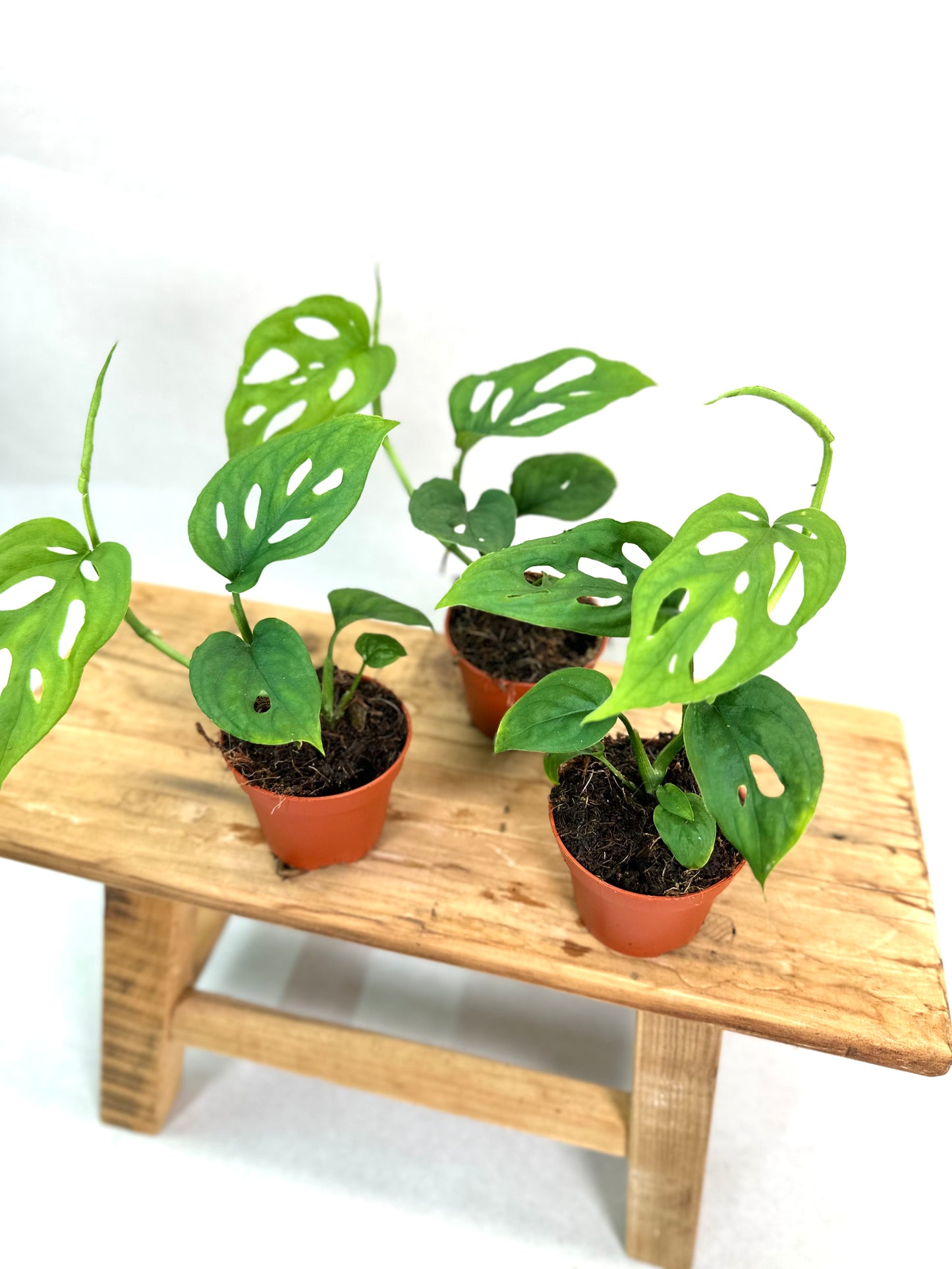 Monstera Esqueleto - Baby plant