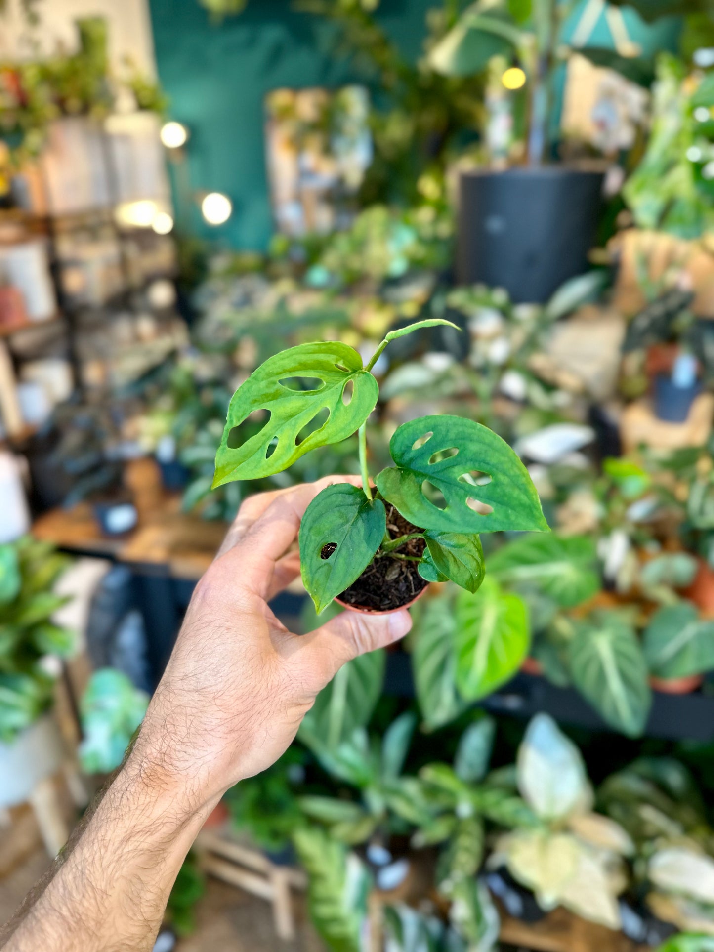 Monstera Esqueleto - Baby plant