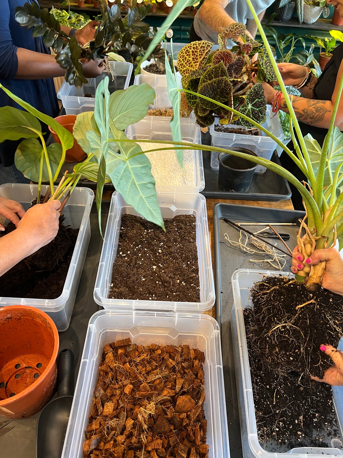 Atelier - Rempoter ses plantes