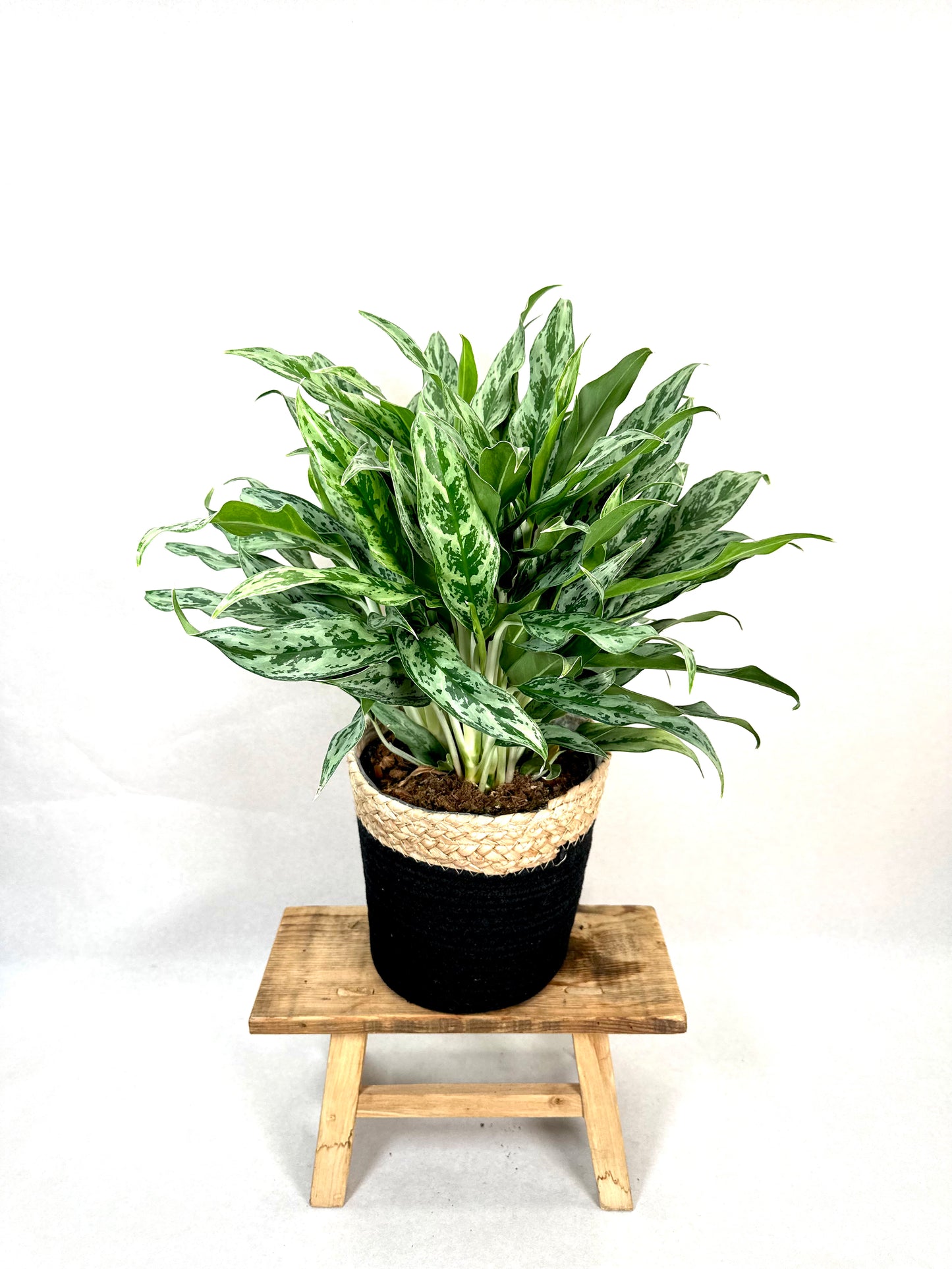 Aglaonema Miss Juliette XL