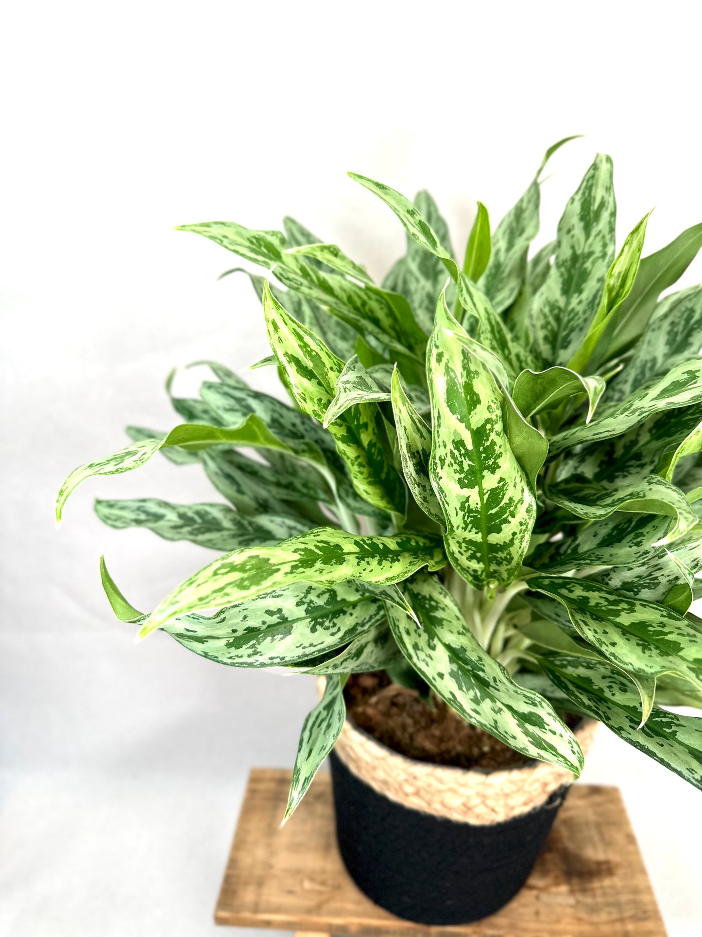 Aglaonema Miss Juliette XL
