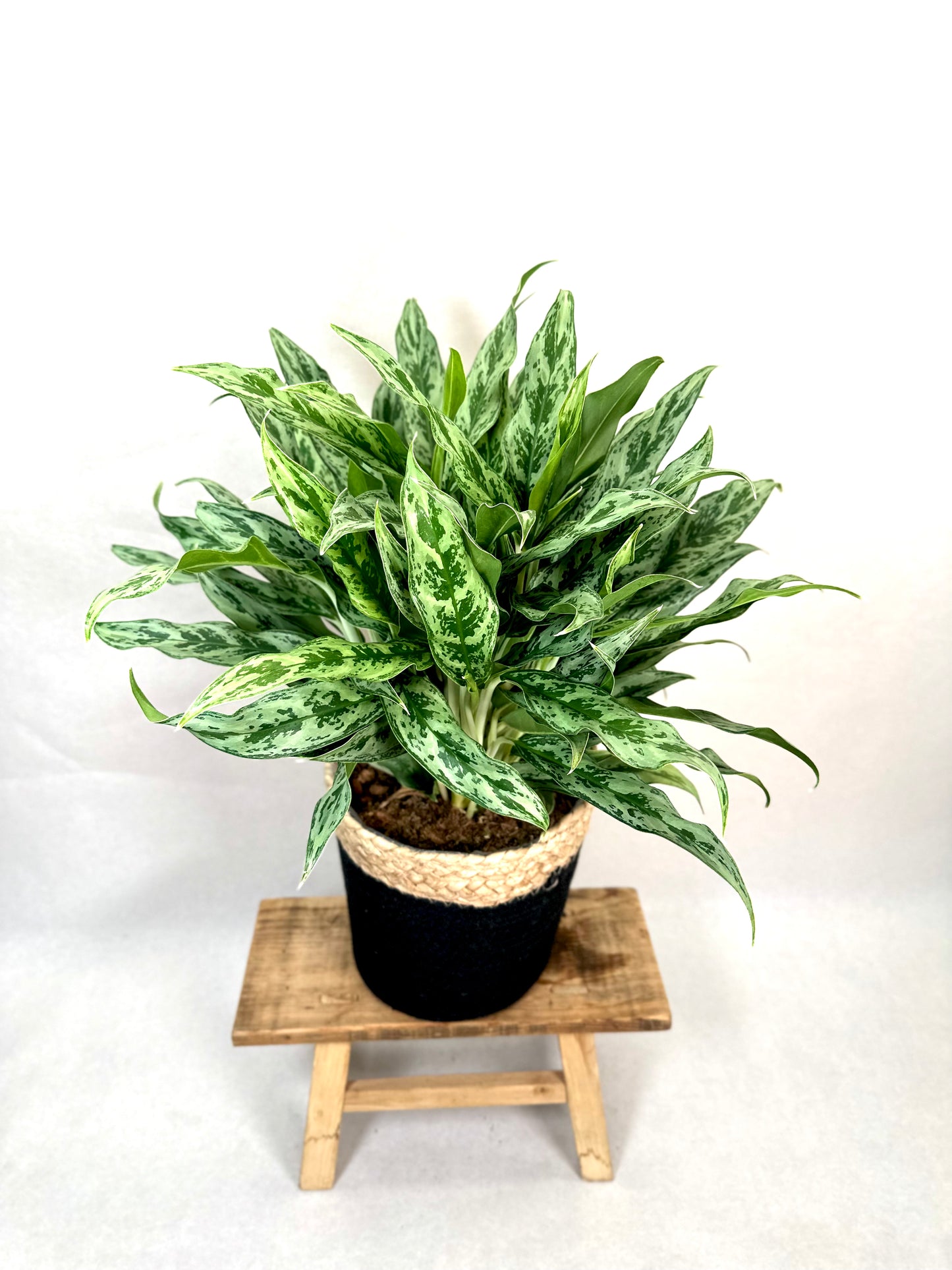 Aglaonema Miss Juliette XL