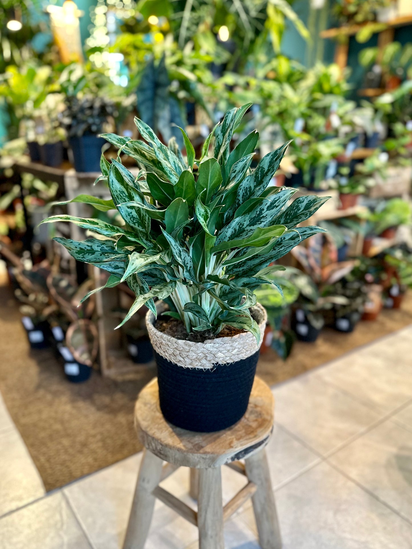 Aglaonema Miss Juliette XL