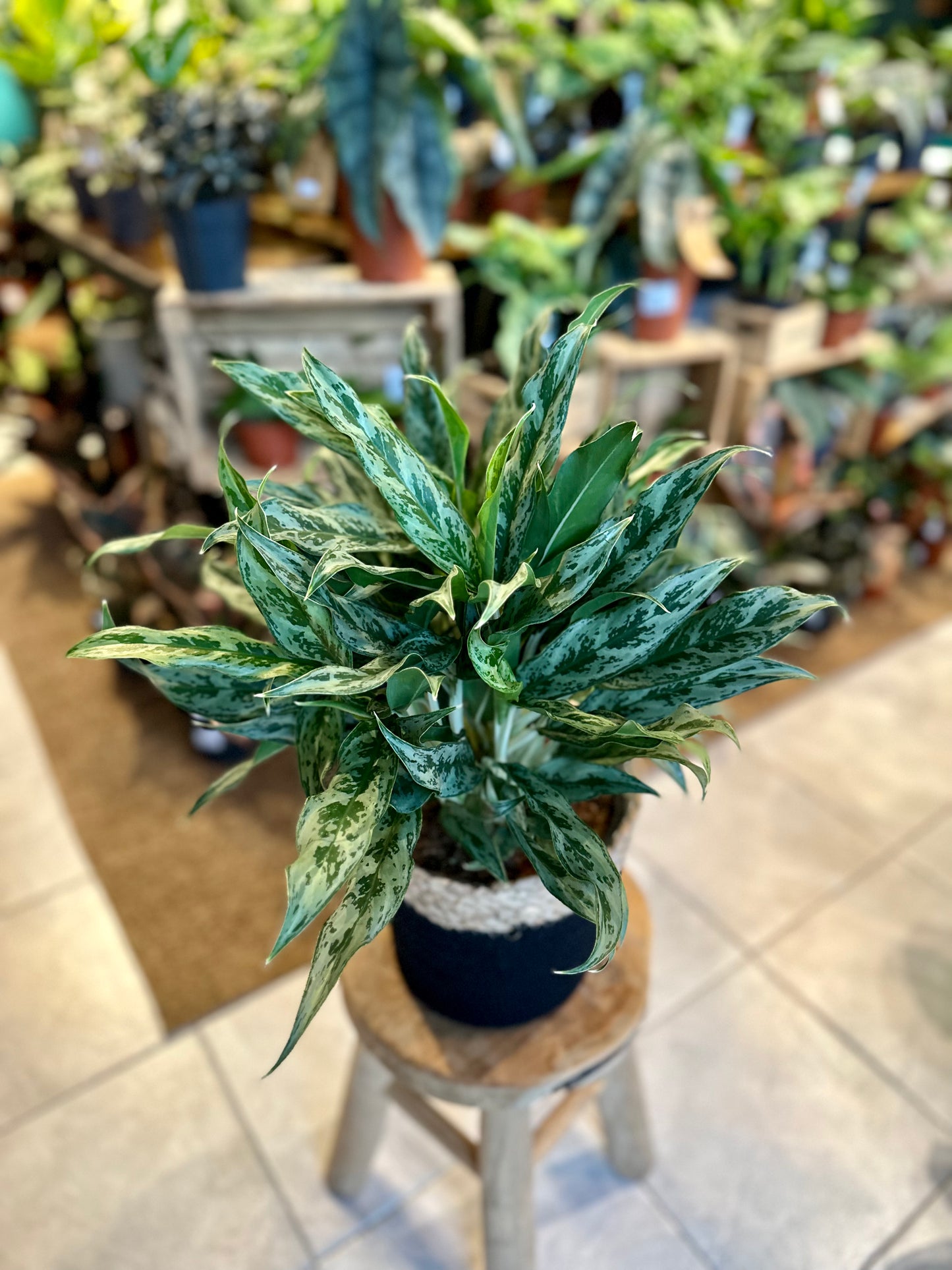 Aglaonema Miss Juliette XL