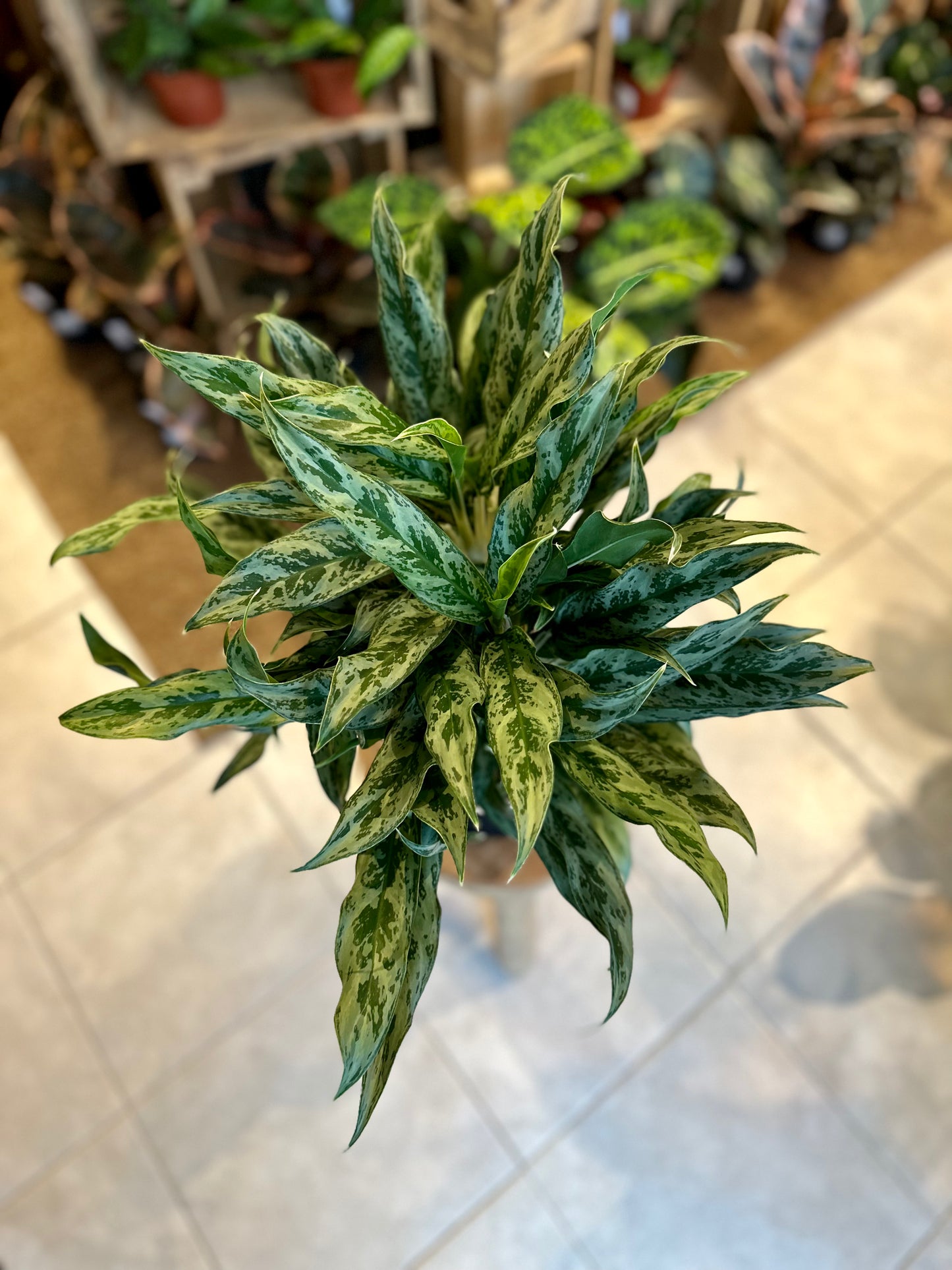 Aglaonema Miss Juliette XL