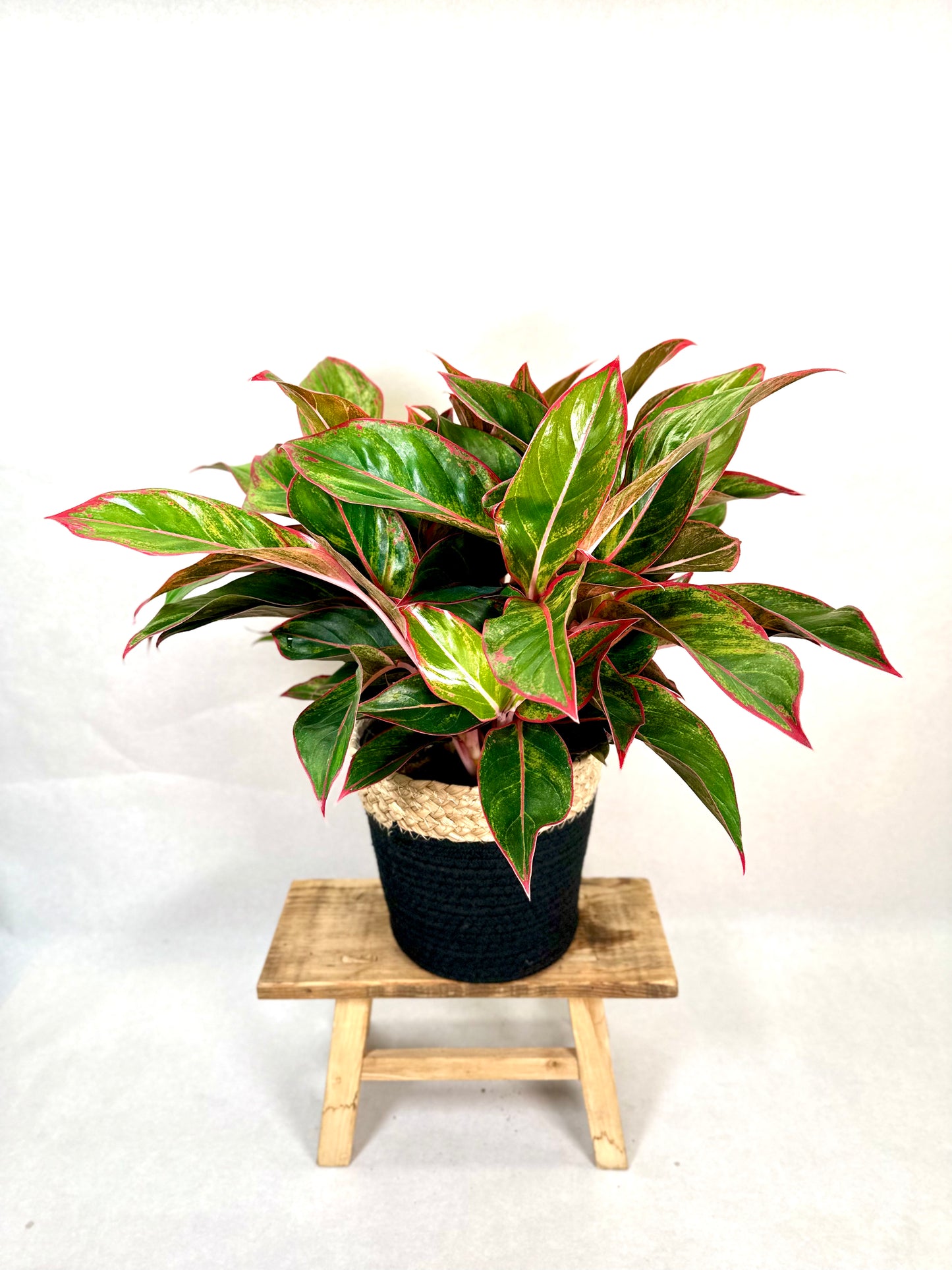 Aglaonema Crete Flame XL