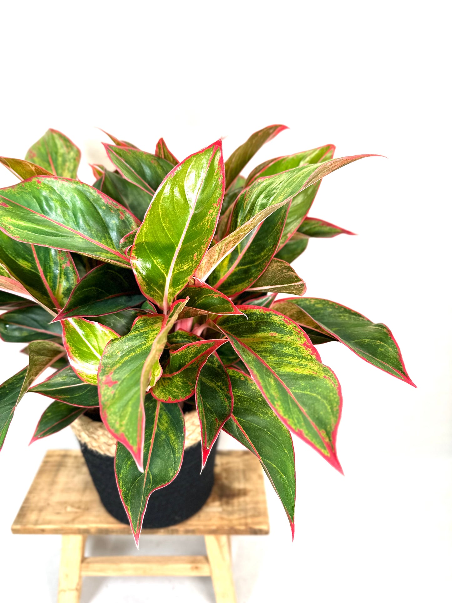 Aglaonema Crete Flame XL