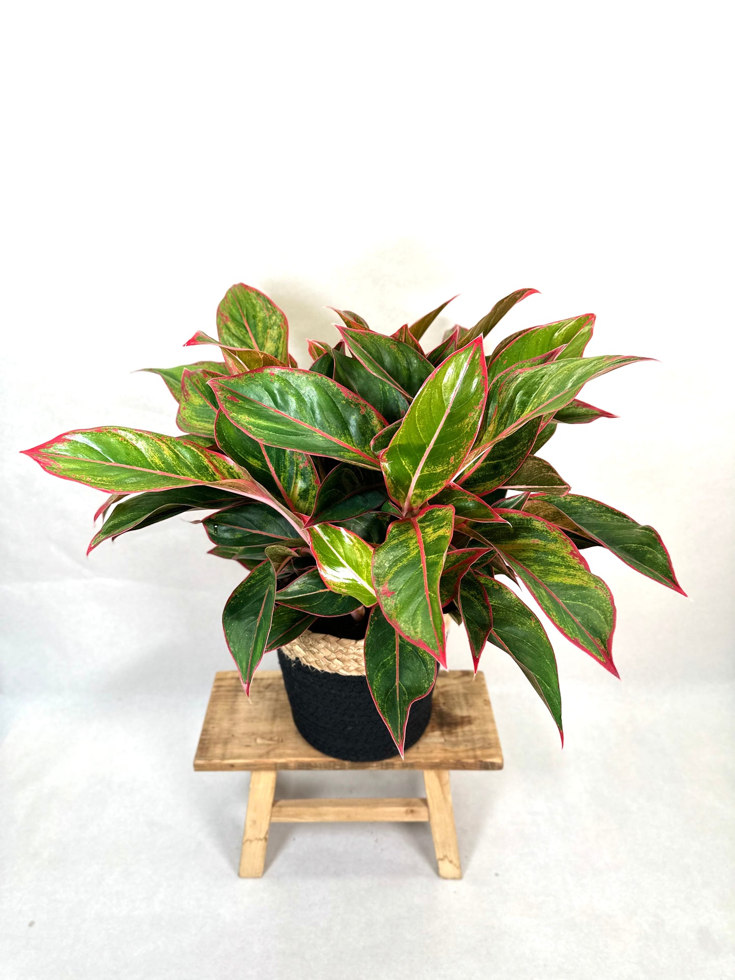 Aglaonema Crete Flame XL
