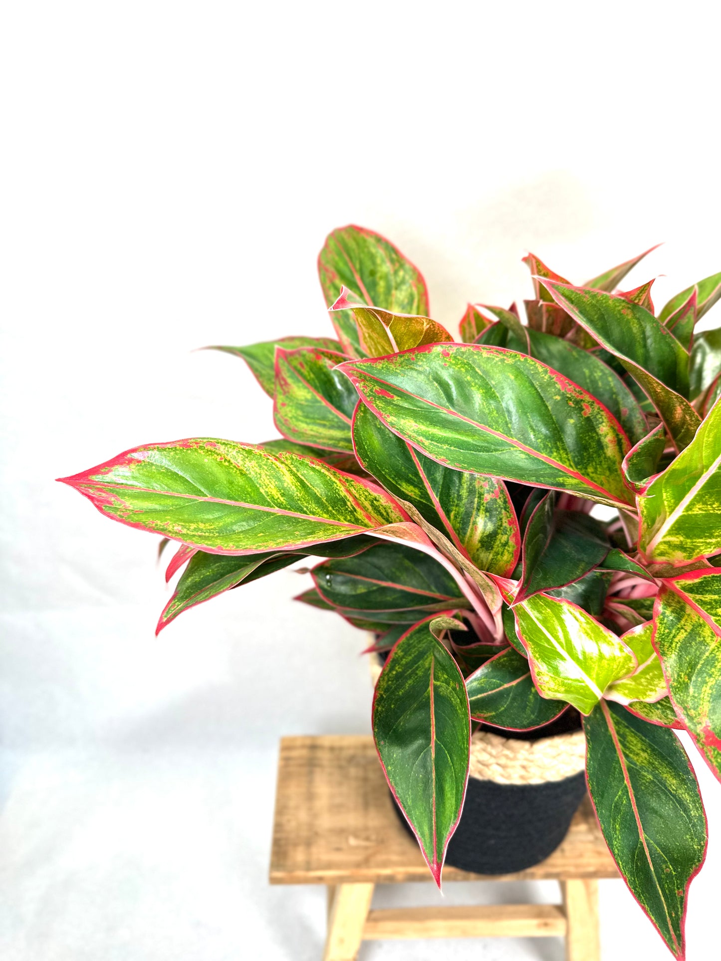 Aglaonema Crete Flame XL