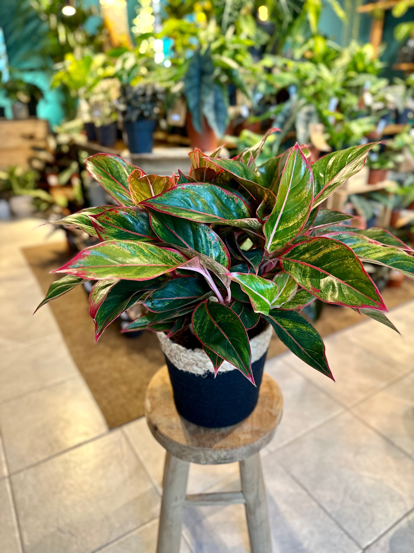 Aglaonema Crete Flame XL
