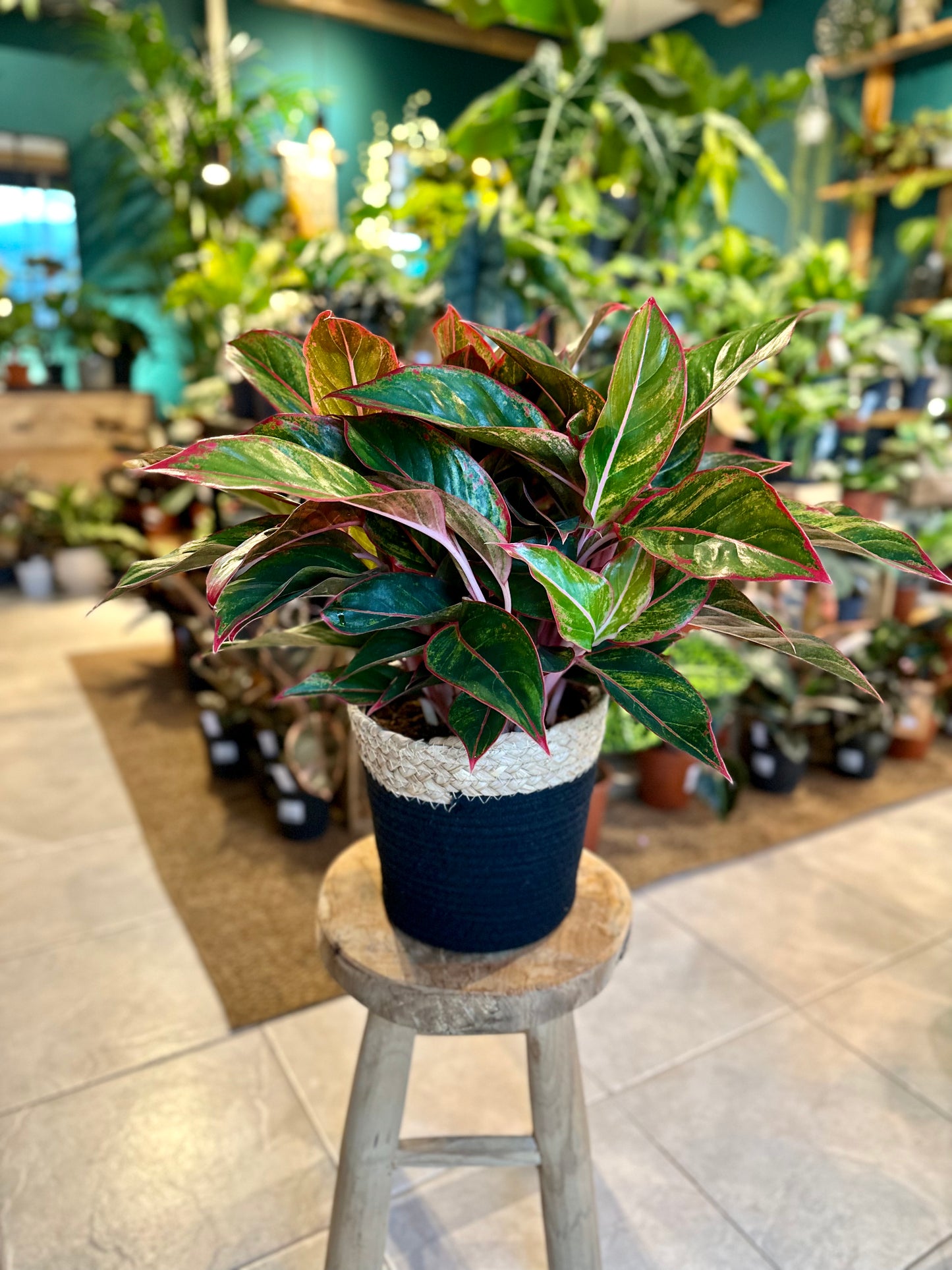 Aglaonema Crete Flame XL