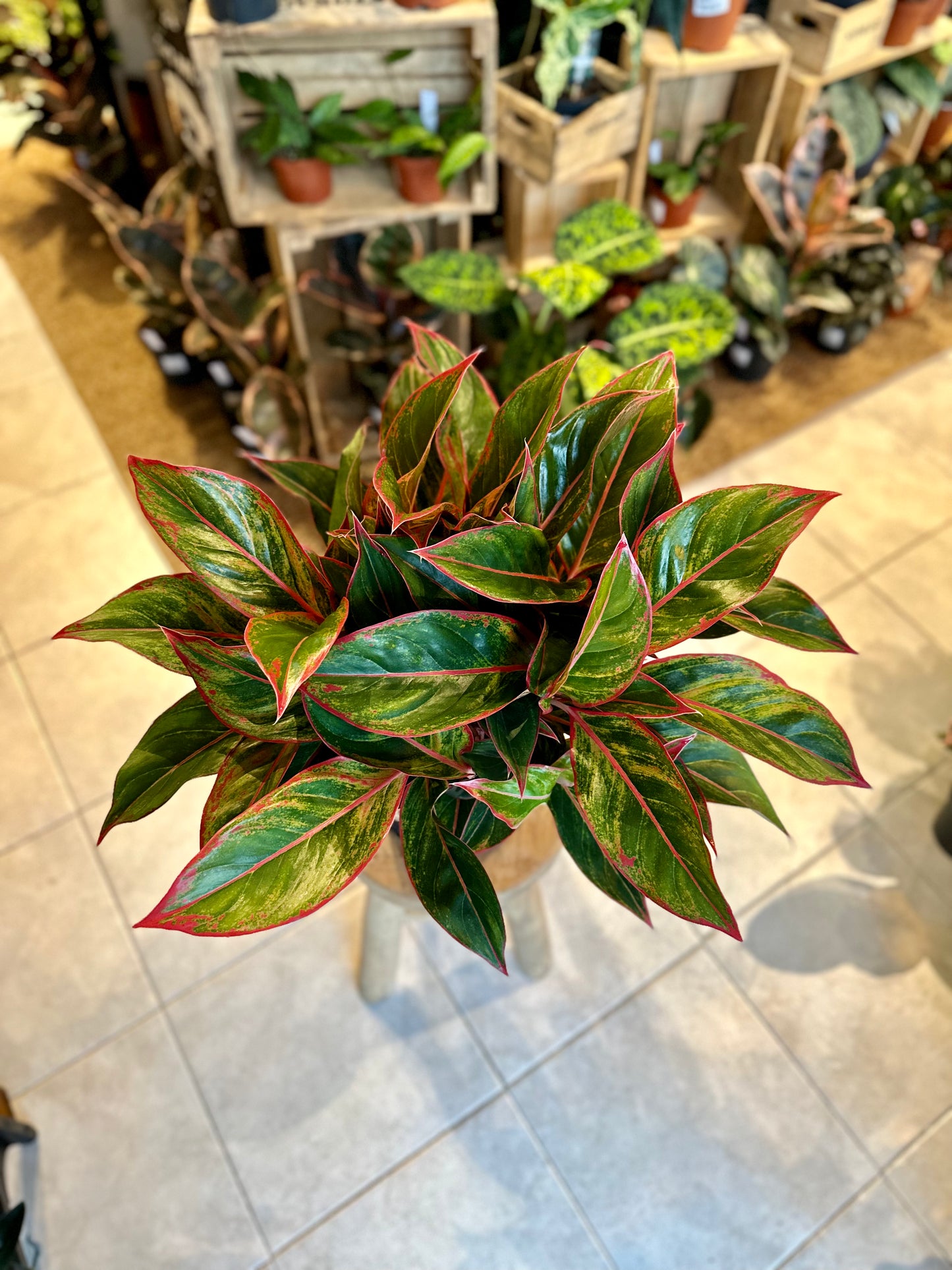 Aglaonema Crete Flame XL