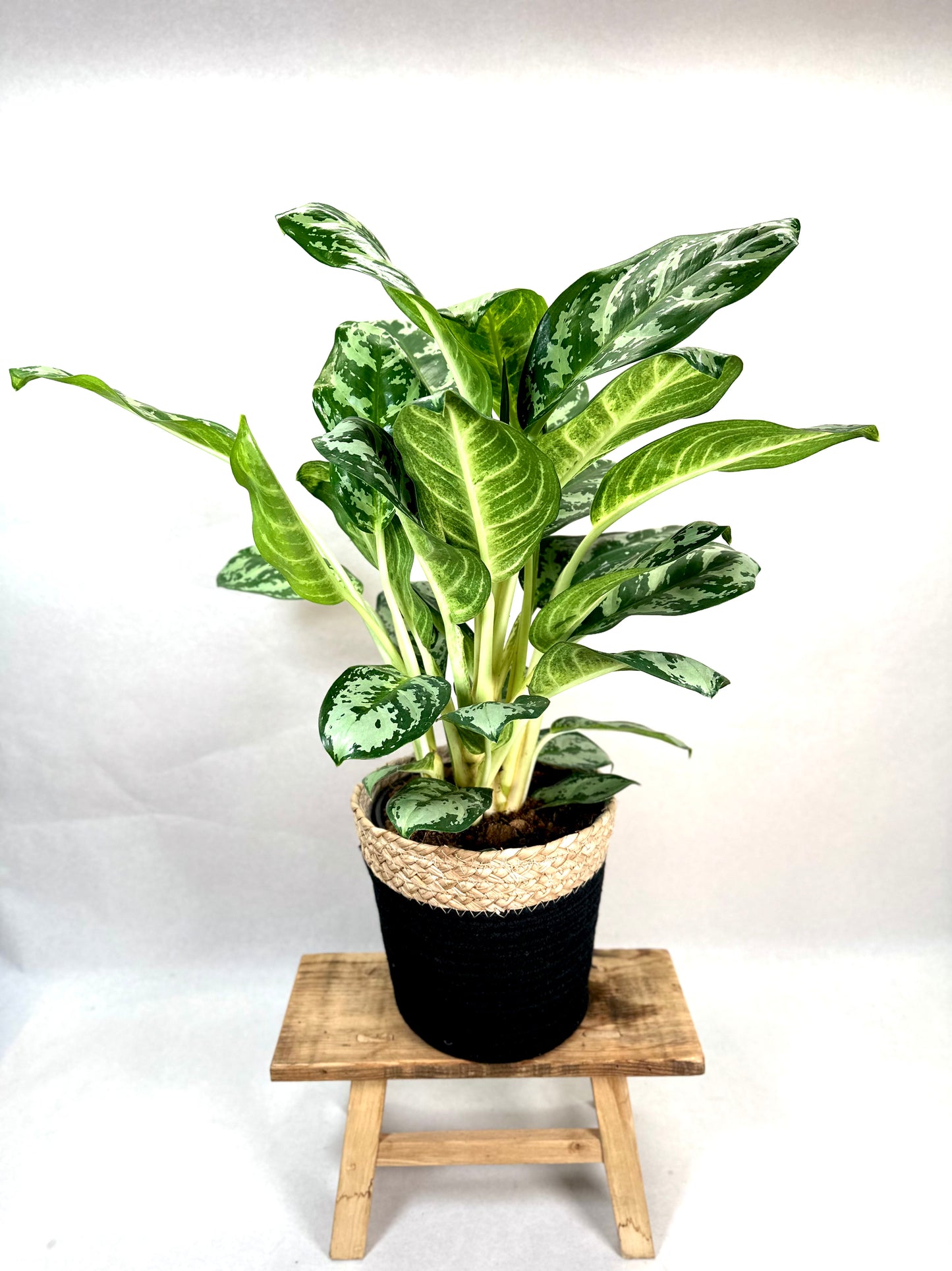 Aglaonema Amazon Silver XL