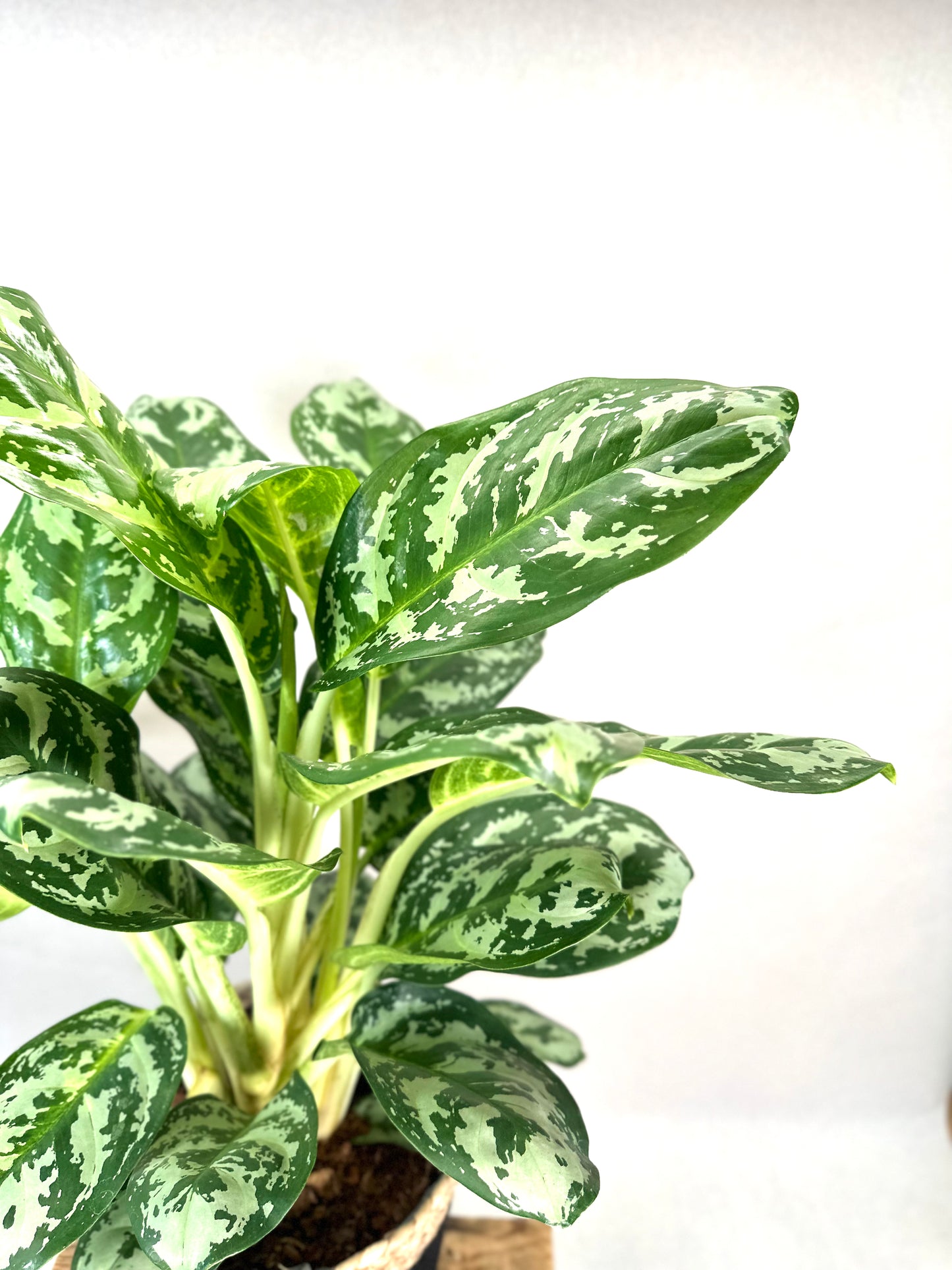 Aglaonema Amazon Silver XL