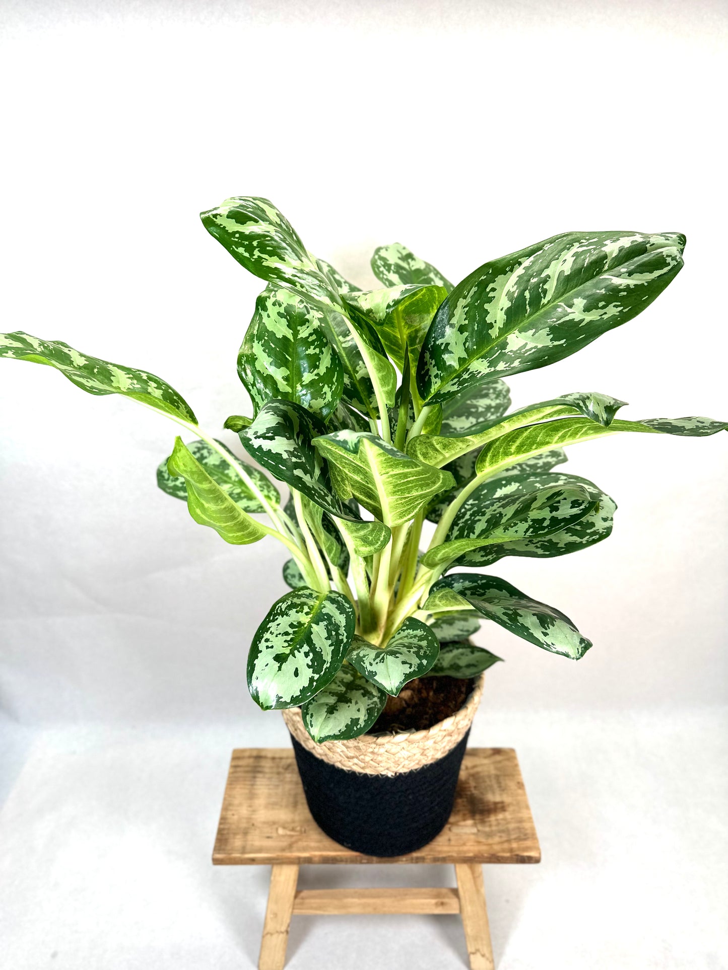 Aglaonema Amazon Silver XL