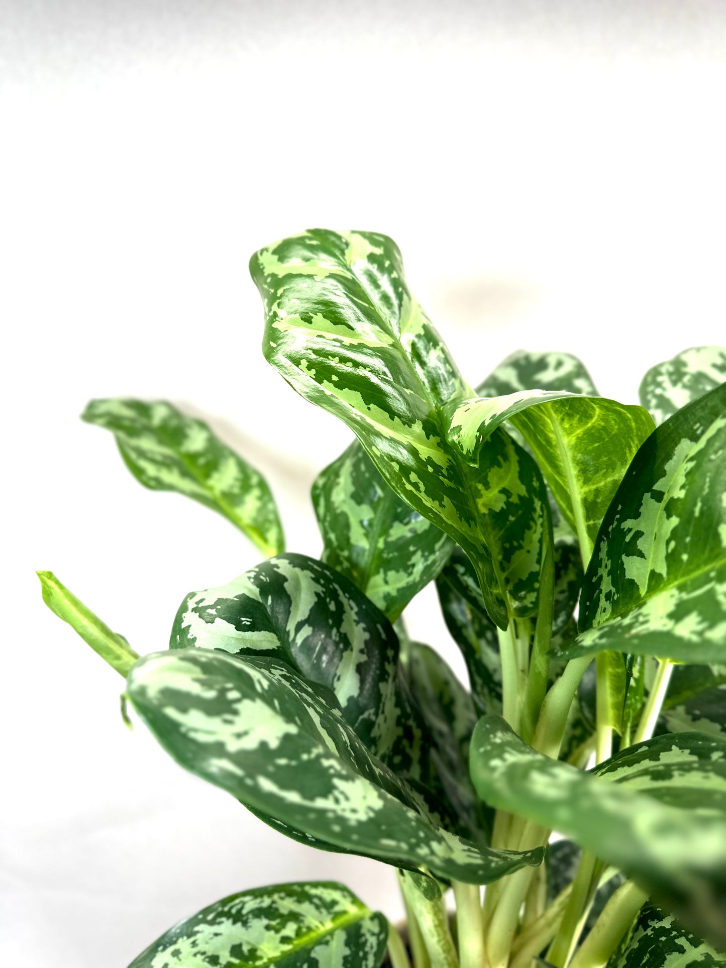 Aglaonema Amazon Silver XL